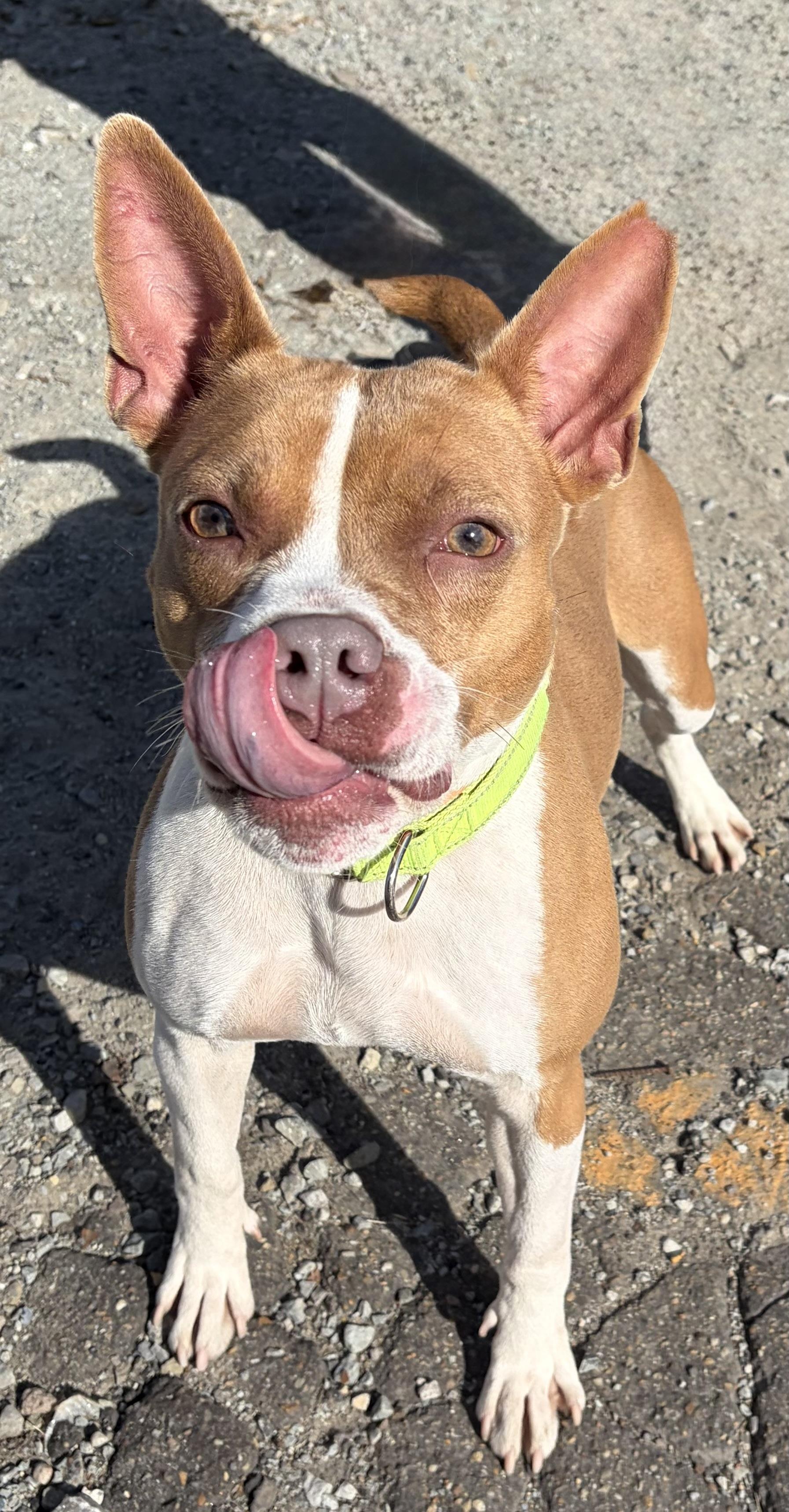 Enlarge Annie, a Adoptable Pit Bull Terrier in McKeesport, PA image 5/6