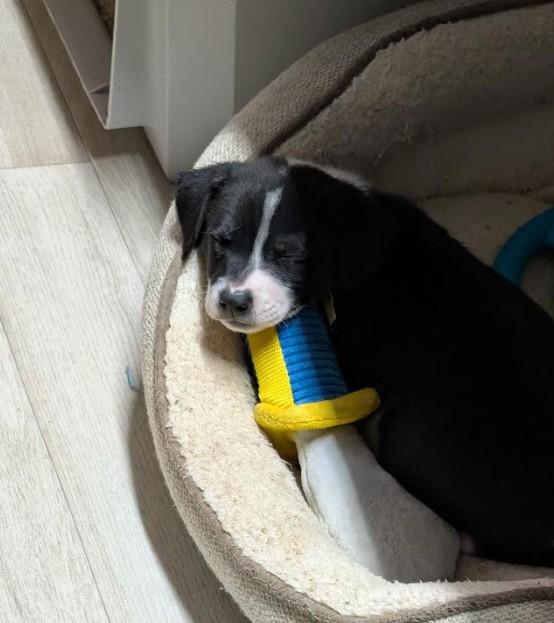 Buster, a Adoptable mixed breed in Rochester, MN image 3/5