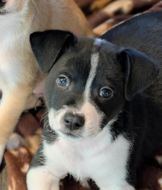Buster, a Adoptable mixed breed in Rochester, MN image 1/5