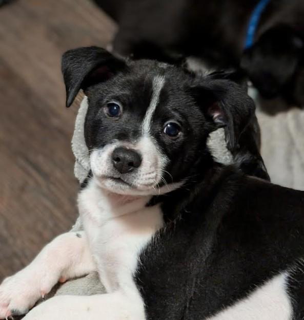 Buster, a Adoptable mixed breed in Rochester, MN image 2/5