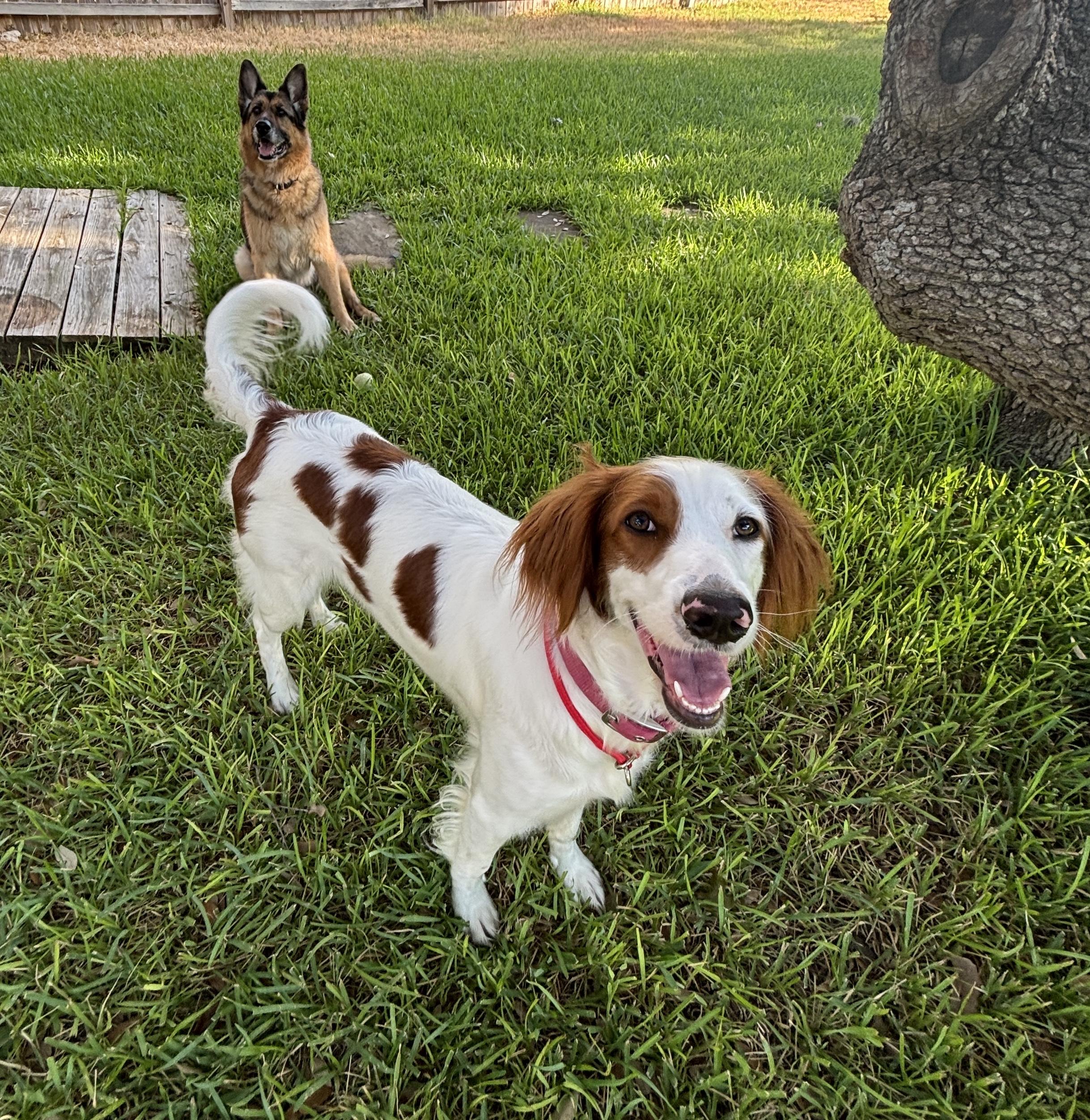 Enlarge Penny, a Adoptable mixed breed in San Antonio, TX image 3/6