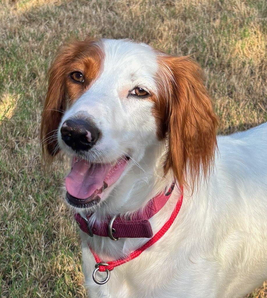 Enlarge Penny, a Adoptable mixed breed in San Antonio, TX image 6/6