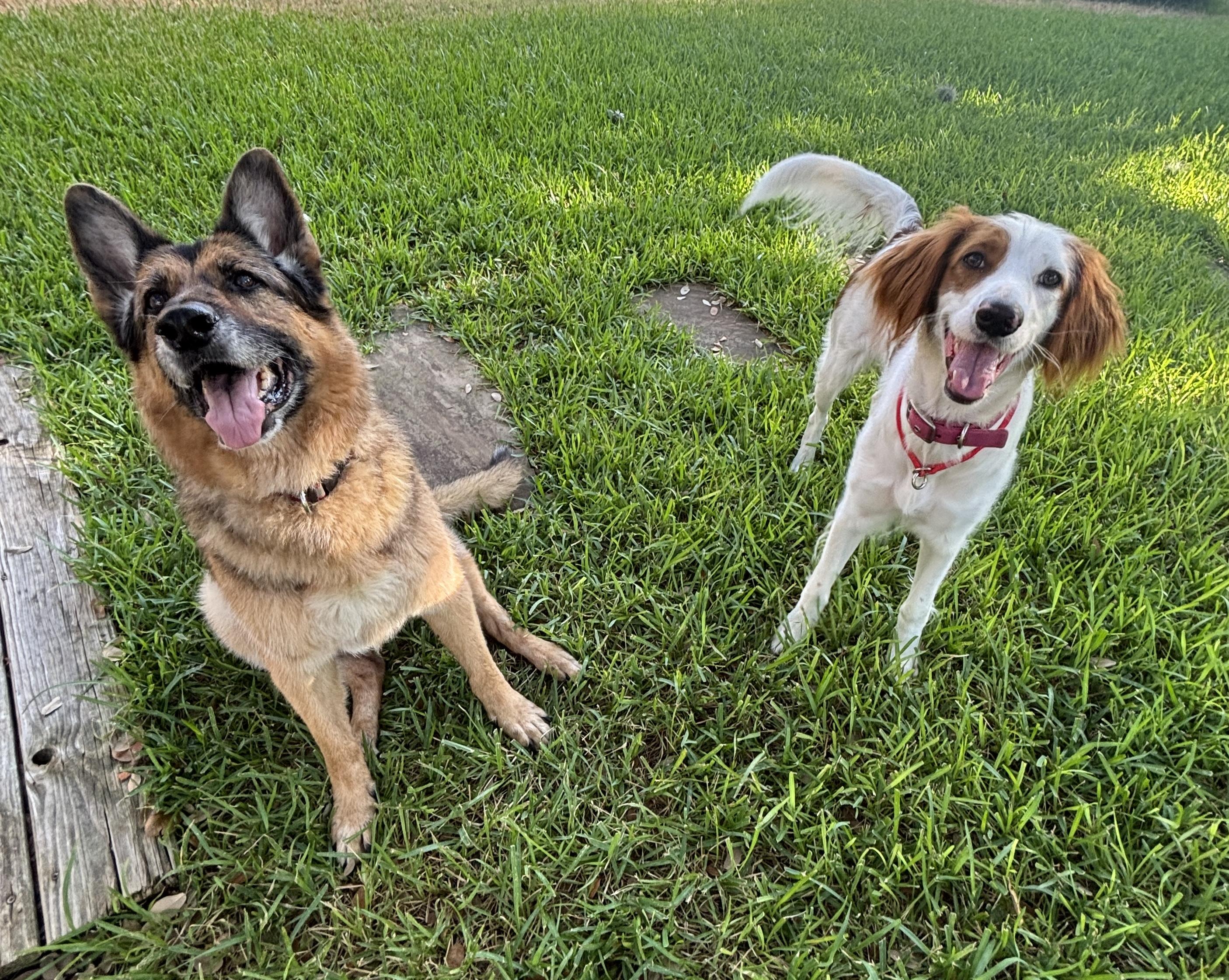 Enlarge Penny, a Adoptable mixed breed in San Antonio, TX image 2/6