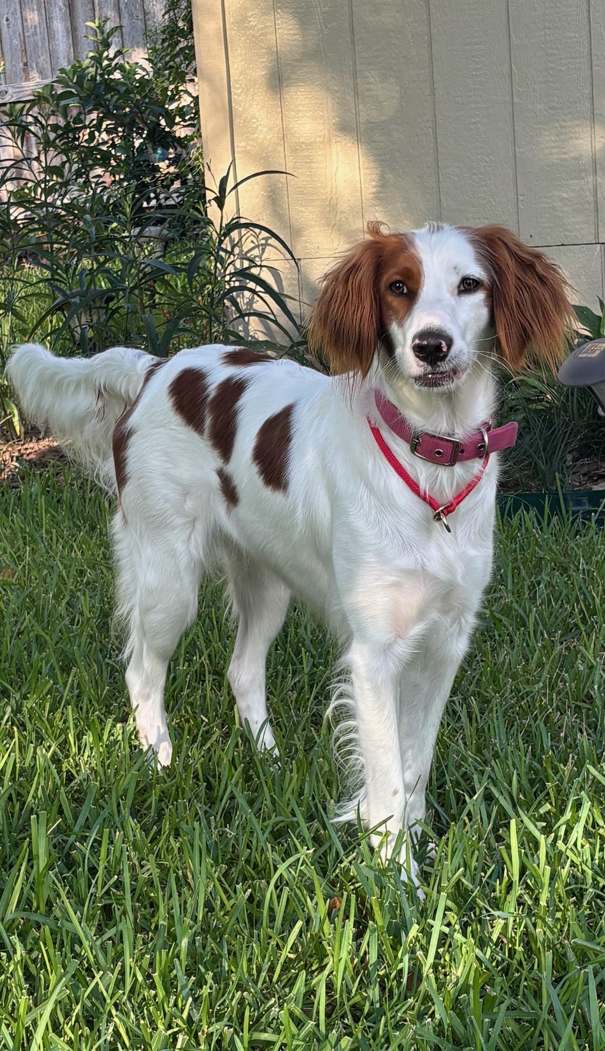 Enlarge Penny, a Adoptable mixed breed in San Antonio, TX image 5/6