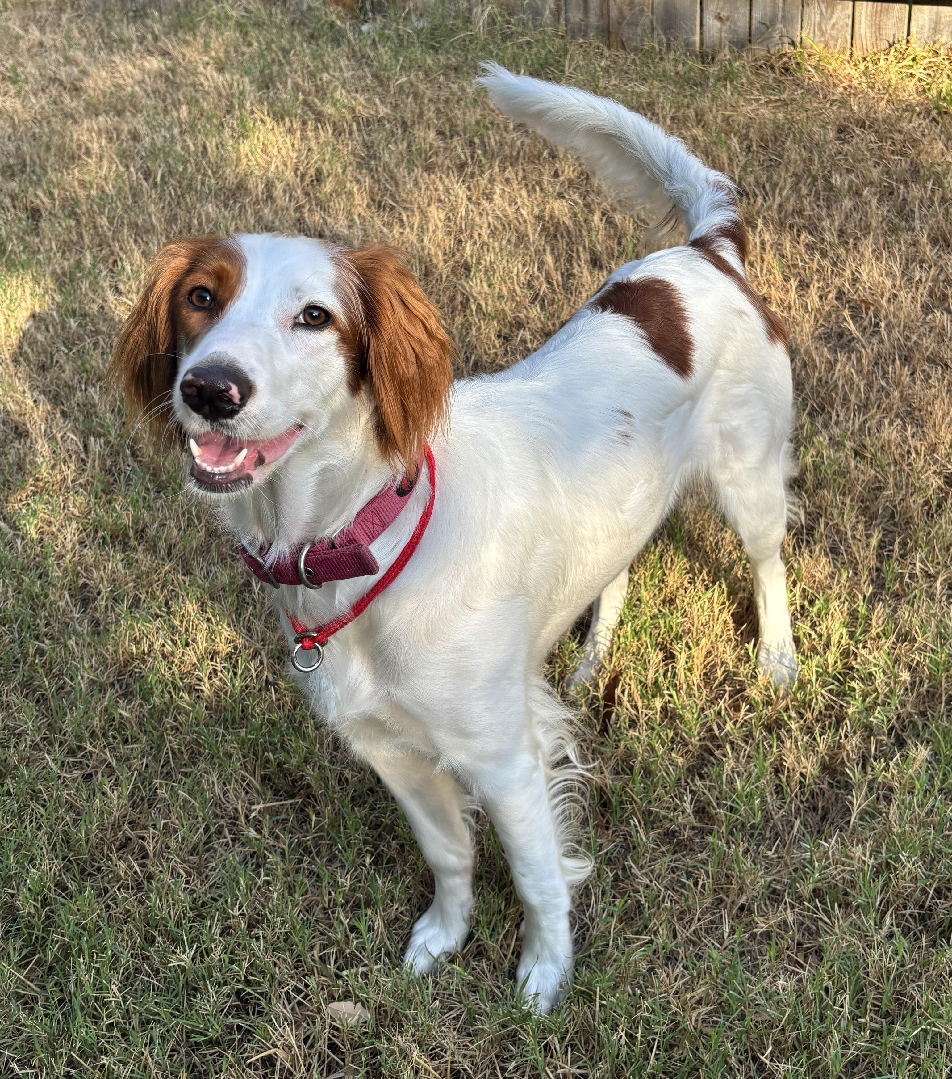 Penny, Adoptable, Adult Female Brittany Spaniel.