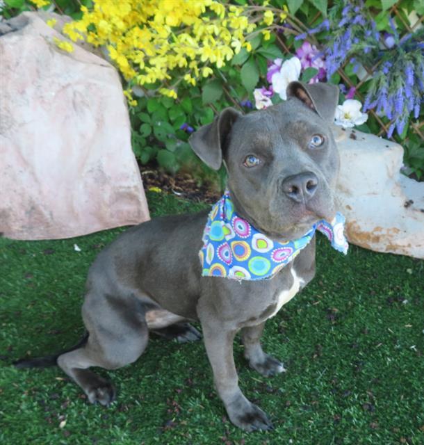 GAYA, Adoptable, Young Female Pit Bull Terrier & Mixed Breed.