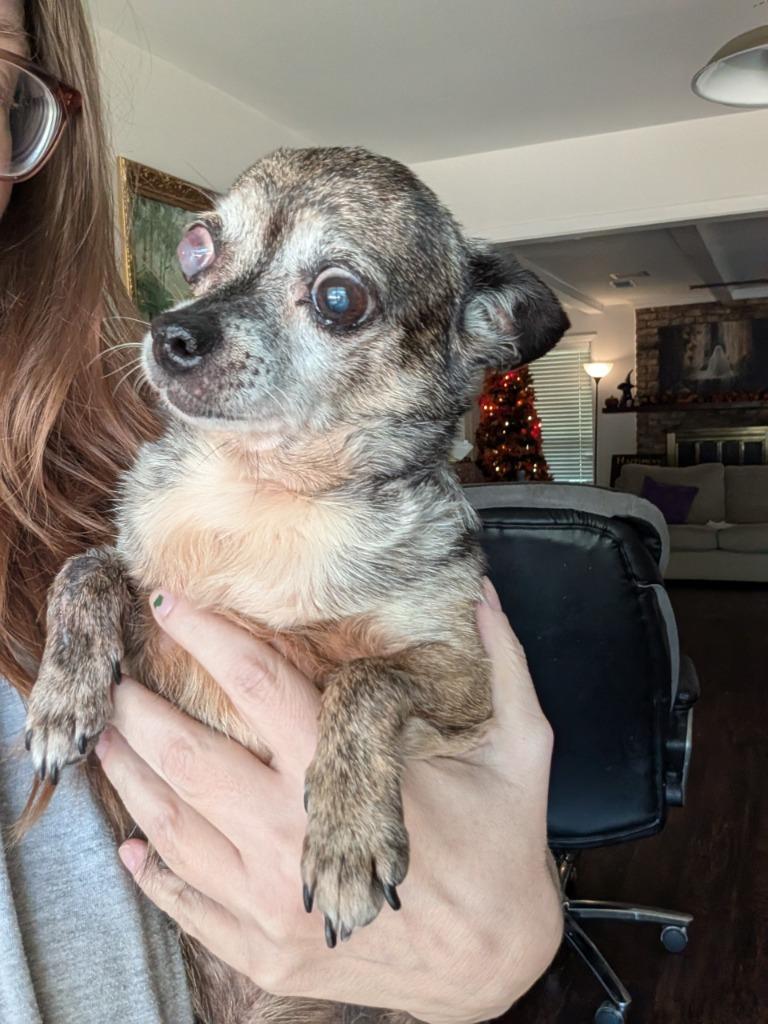 Frannie - adoption pending, Adoptable, Senior Female Chihuahua & Dachshund.