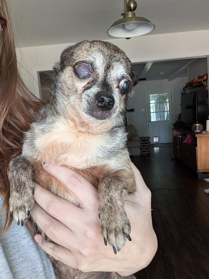 Enlarge Frannie - adoption pending, a Adoptable mixed breed in Bryan, TX image 2/4