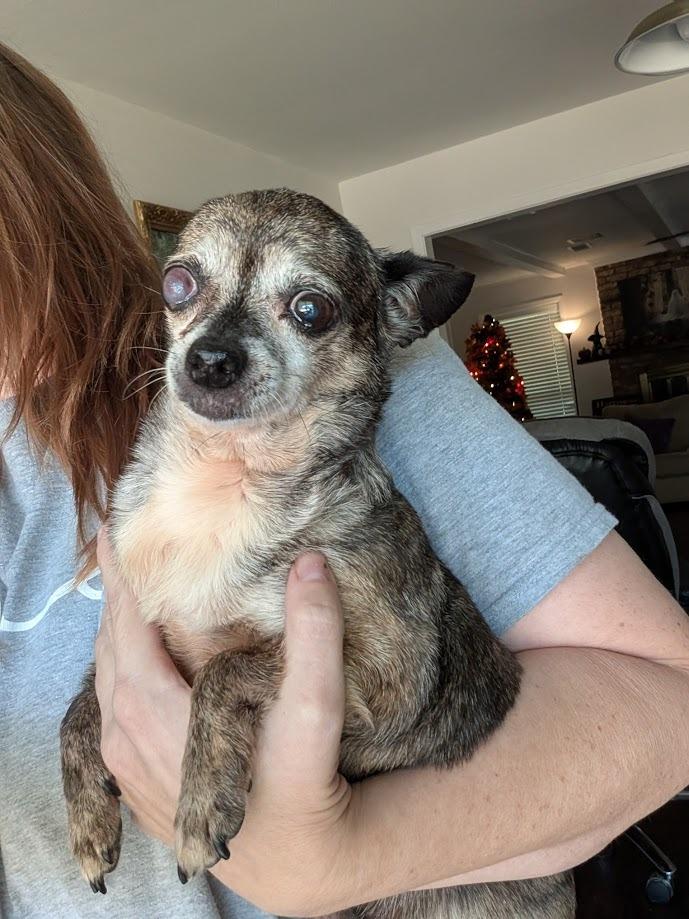 Enlarge Frannie - adoption pending, a Adoptable mixed breed in Bryan, TX image 3/4