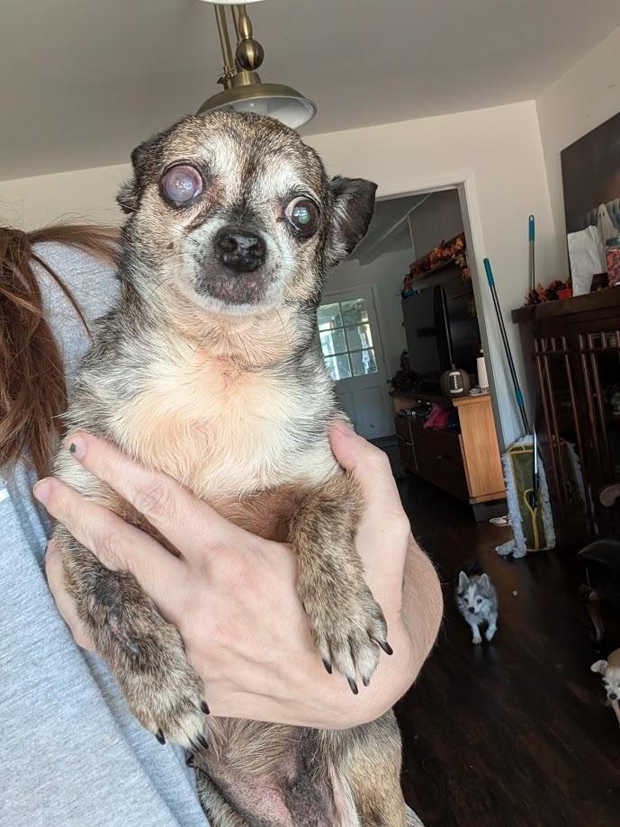 Enlarge Frannie - adoption pending, a Adoptable mixed breed in Bryan, TX image 4/4