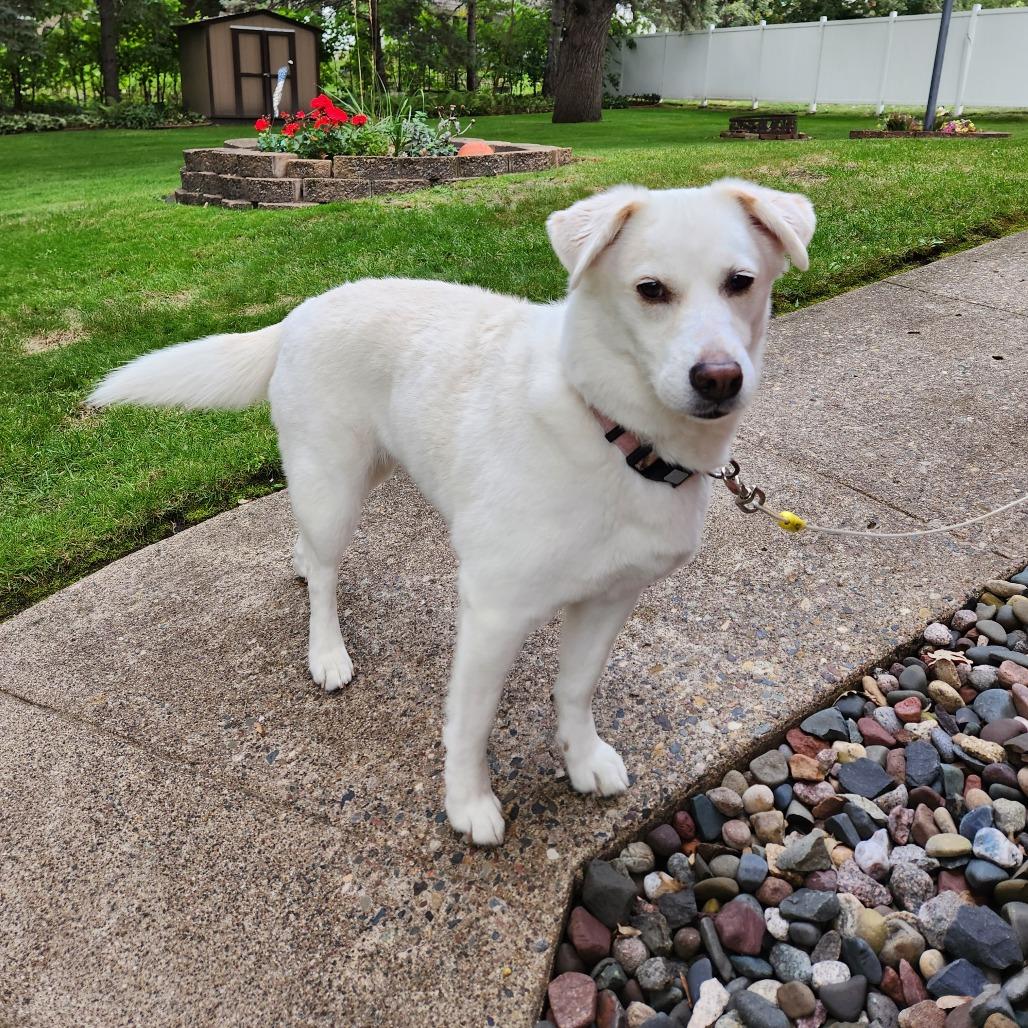 Kieko Foster Needed, Adoptable, Adult Female Beagle & Collie.