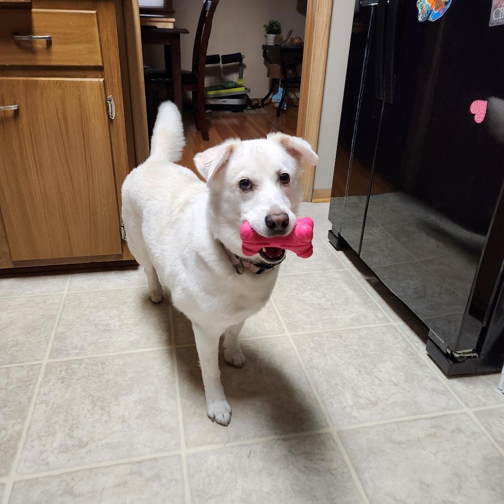 Enlarge Kieko Foster Needed, a Adoptable mixed breed in Minneapolis, MN image 2/4