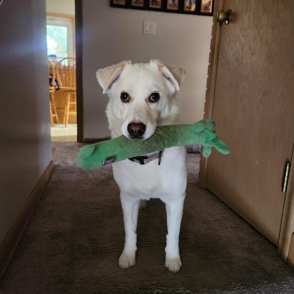 Enlarge Kieko Foster Needed, a Adoptable mixed breed in Minneapolis, MN image 3/4