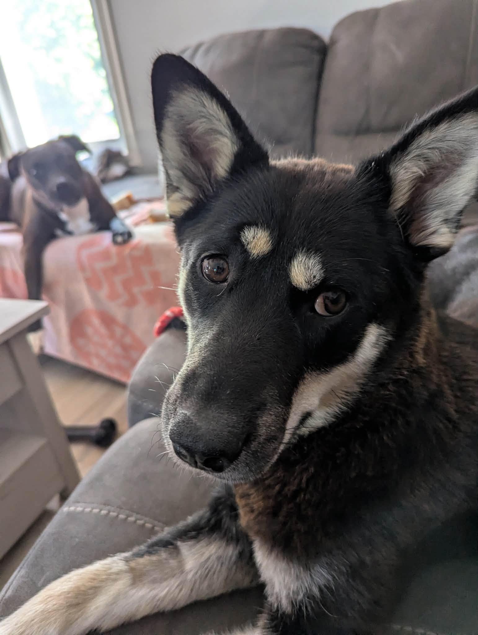 Phoebe, Adoptable, Young Female Alaskan Malamute.