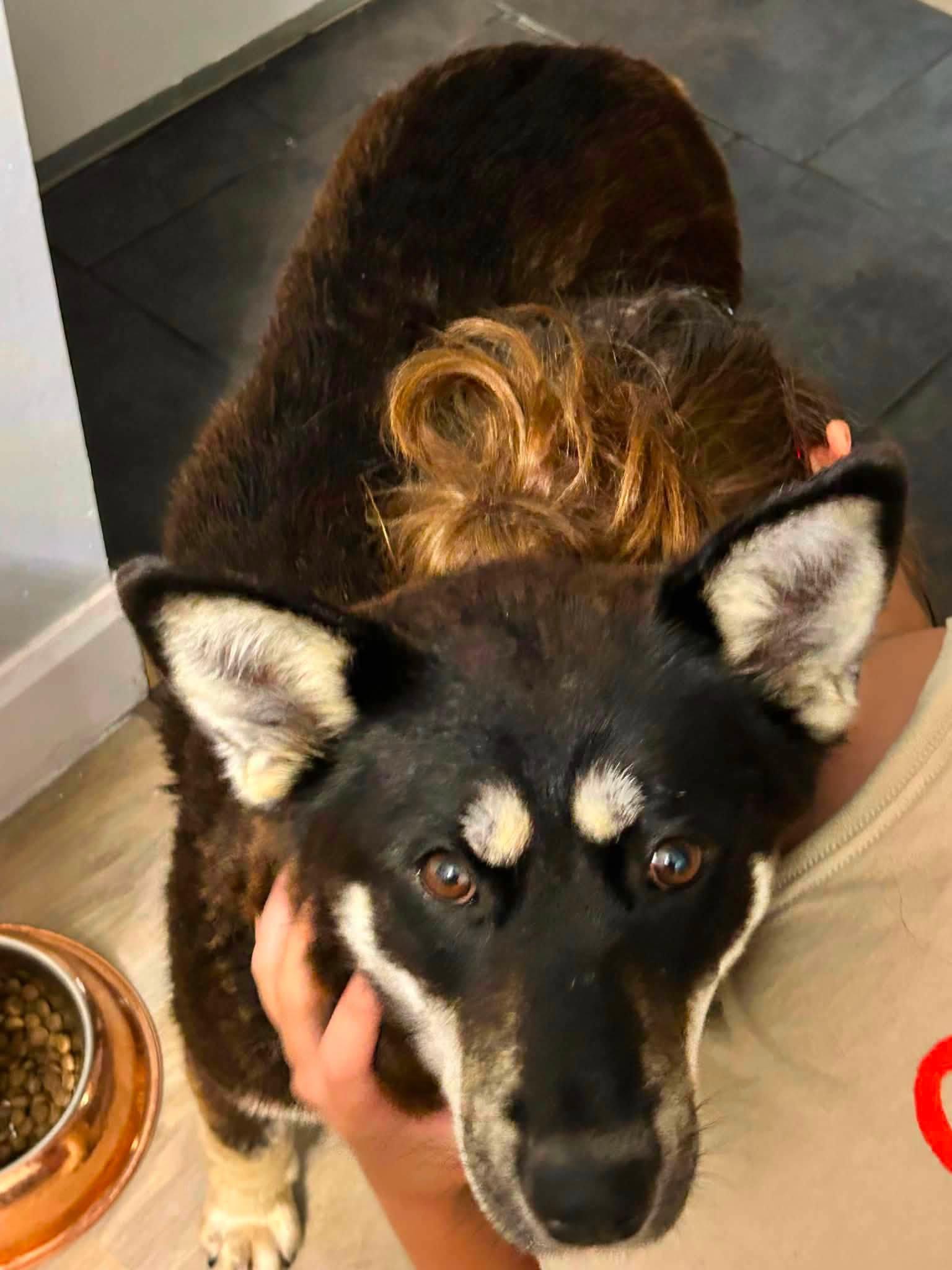 Enlarge Phoebe, a Adoptable mixed breed in Woodstock, ON image 4/4