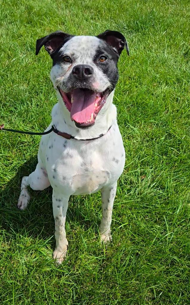 Enlarge Count Snaggle Yrly 289, a Adoptable mixed breed in Sidney, OH image 2/6