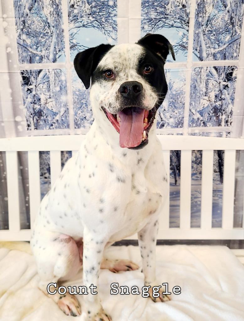 Enlarge Count Snaggle Yrly 289, a Adoptable mixed breed in Sidney, OH image 3/6