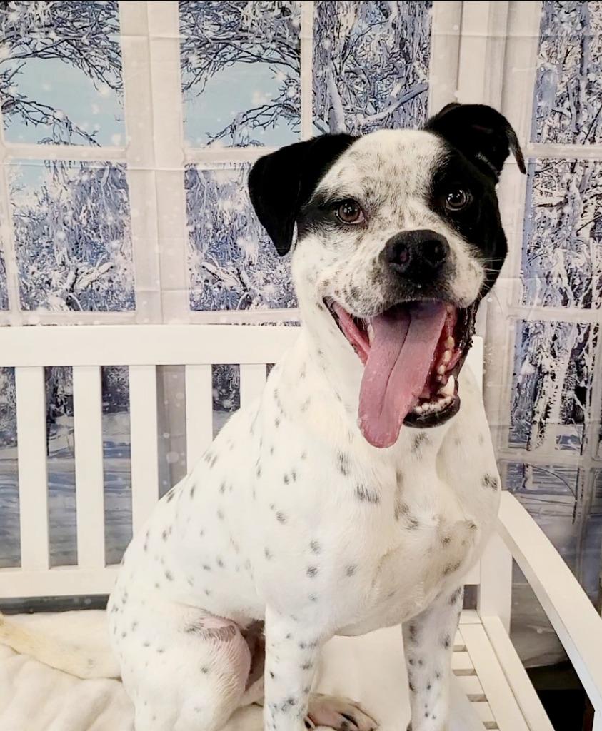 Enlarge Count Snaggle Yrly 289, a Adoptable mixed breed in Sidney, OH image 4/6