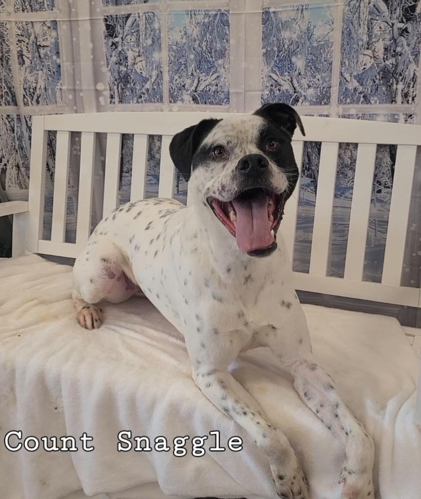 Enlarge Count Snaggle Yrly 289, a Adoptable mixed breed in Sidney, OH image 5/6