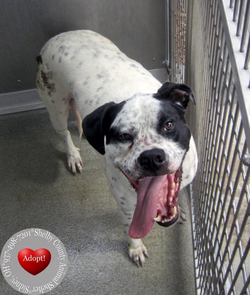 Count Snaggle Yrly 289, a Adoptable mixed breed in Sidney, OH image 5/6