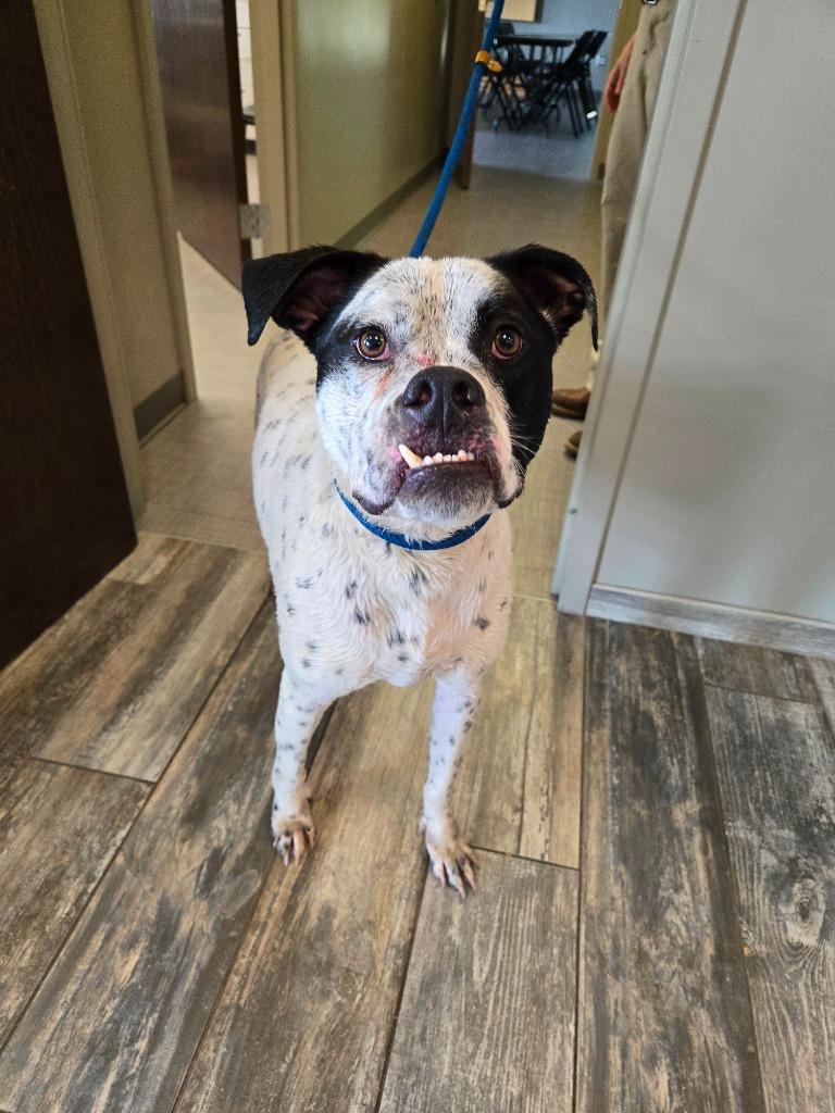 Enlarge Count Snaggle Yrly 289, a Adoptable mixed breed in Sidney, OH image 6/6