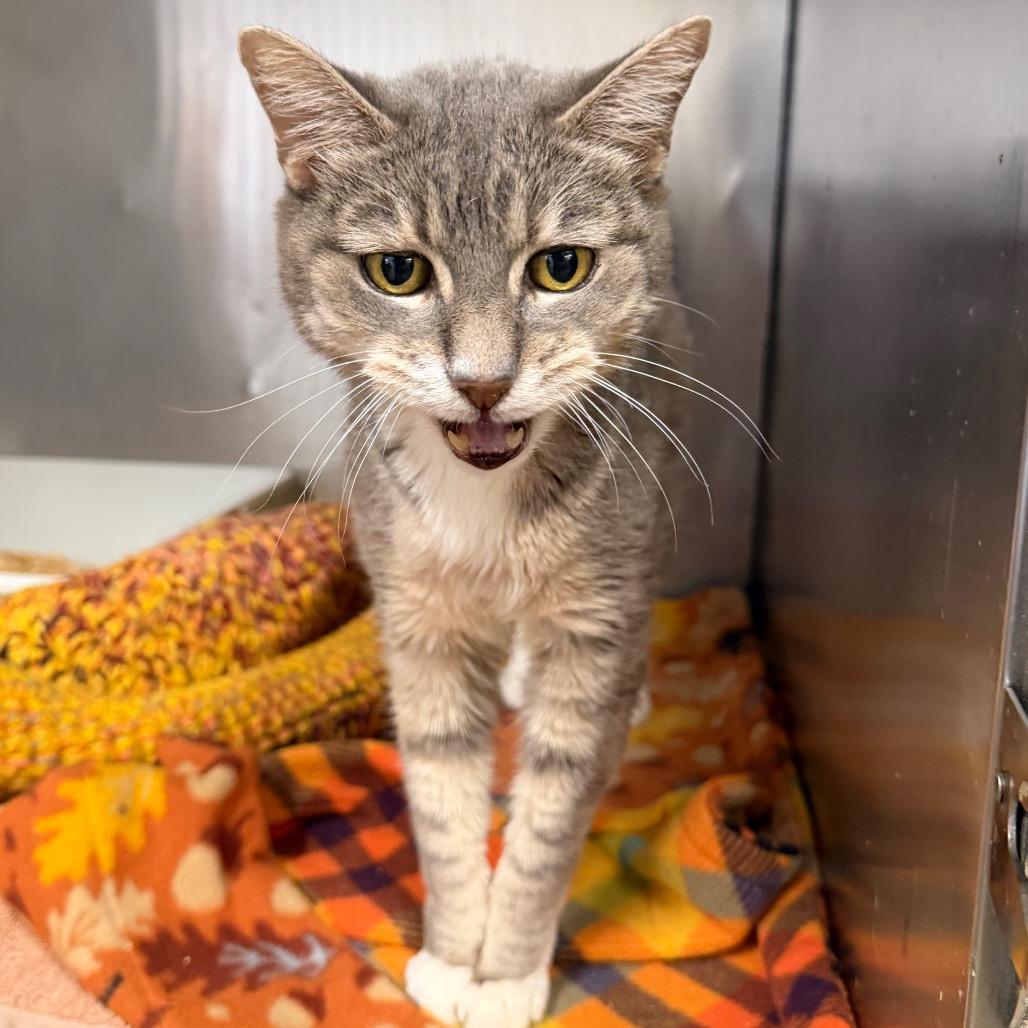 Henry Cruz, Adoptable, Senior Male Domestic Short Hair.