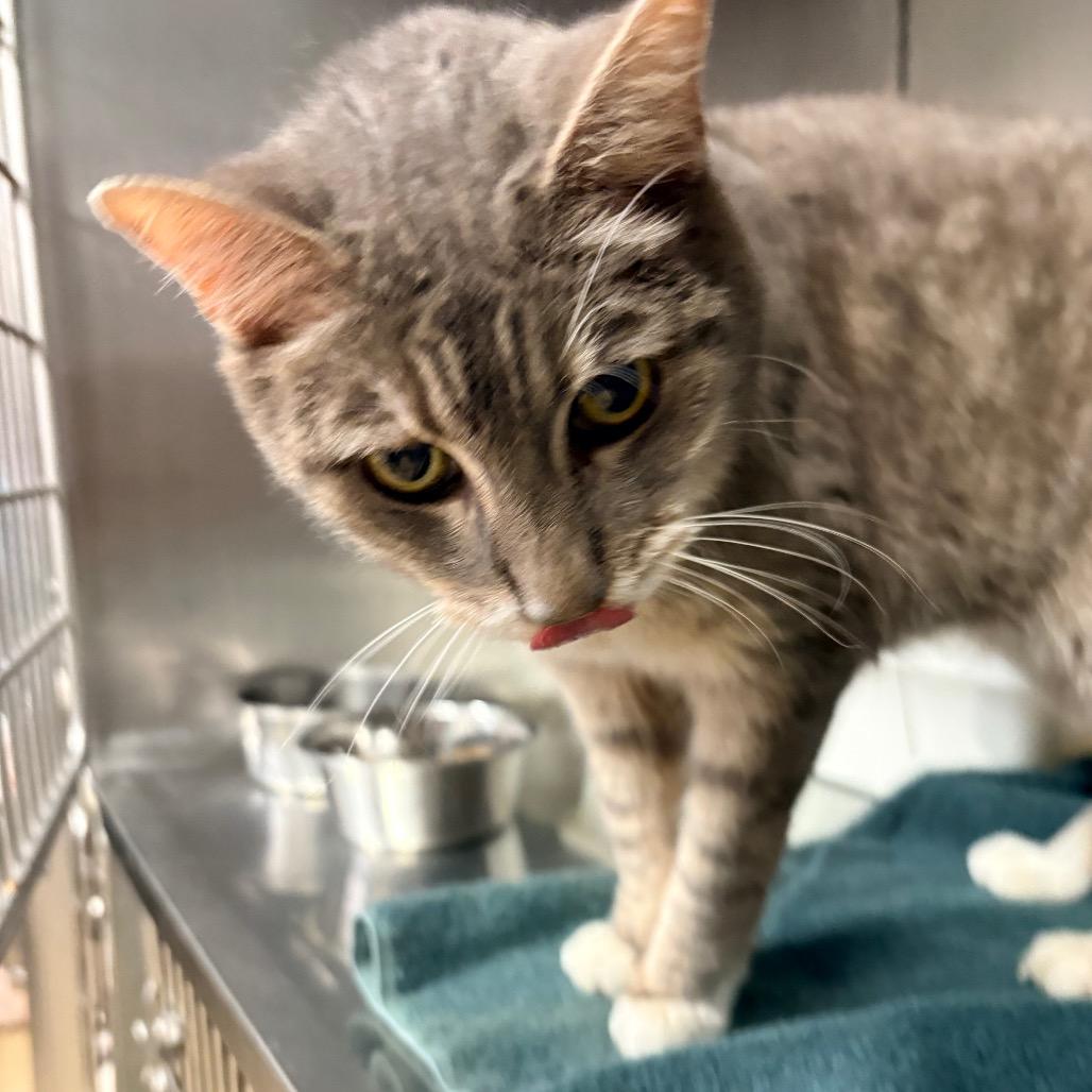 Enlarge Henry Cruz, a Adoptable Domestic Short Hair in Morgan Hill, CA image 2/3
