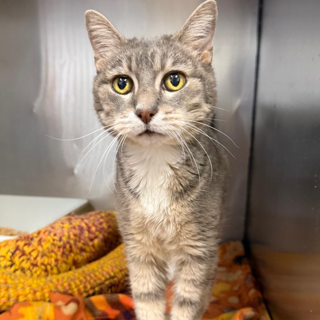 Enlarge Henry Cruz, a Adoptable Domestic Short Hair in Morgan Hill, CA image 3/3