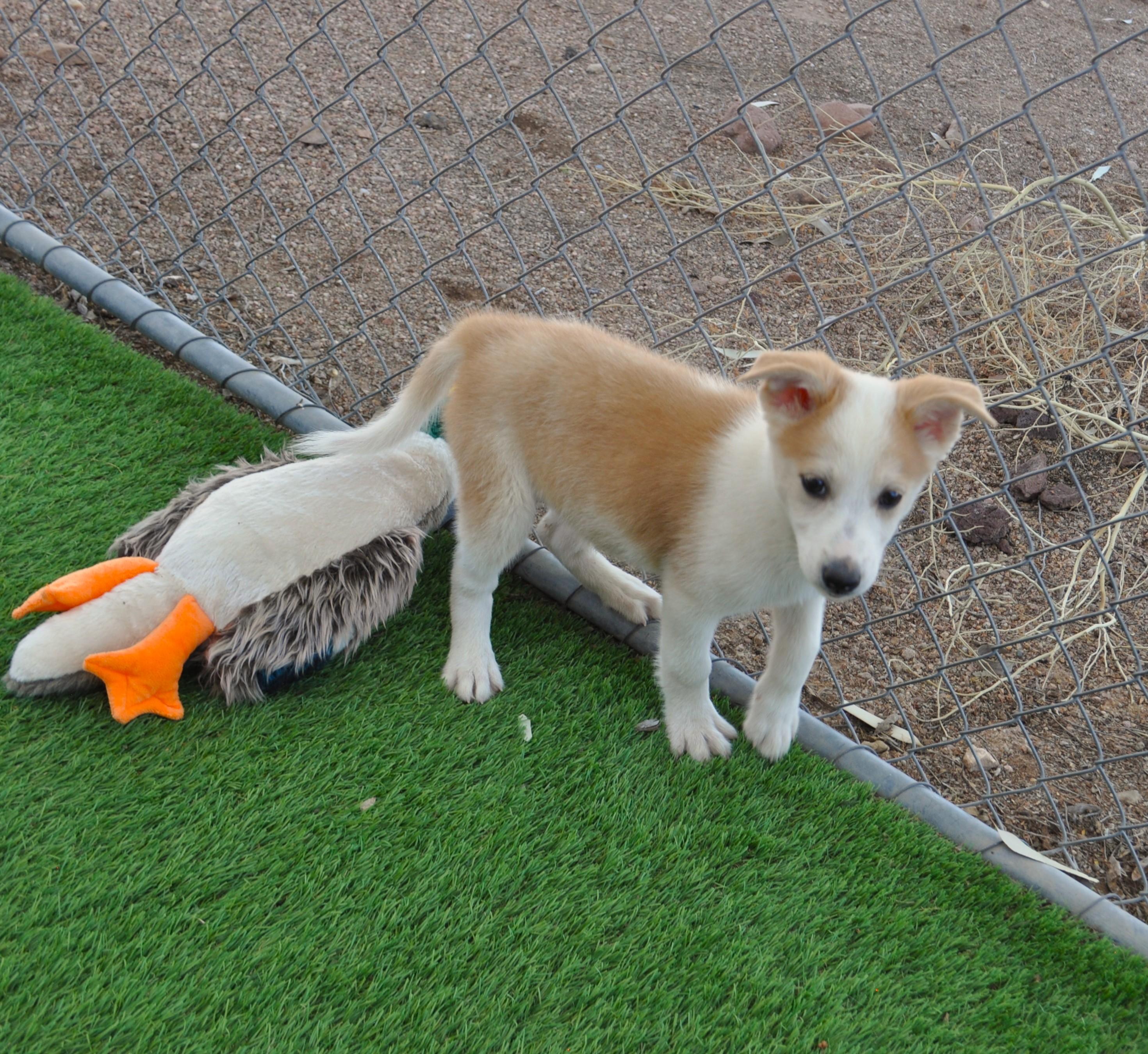 Enlarge Butte, a ADOPTABLE mixed breed in Apache Junction, AZ image 4/6