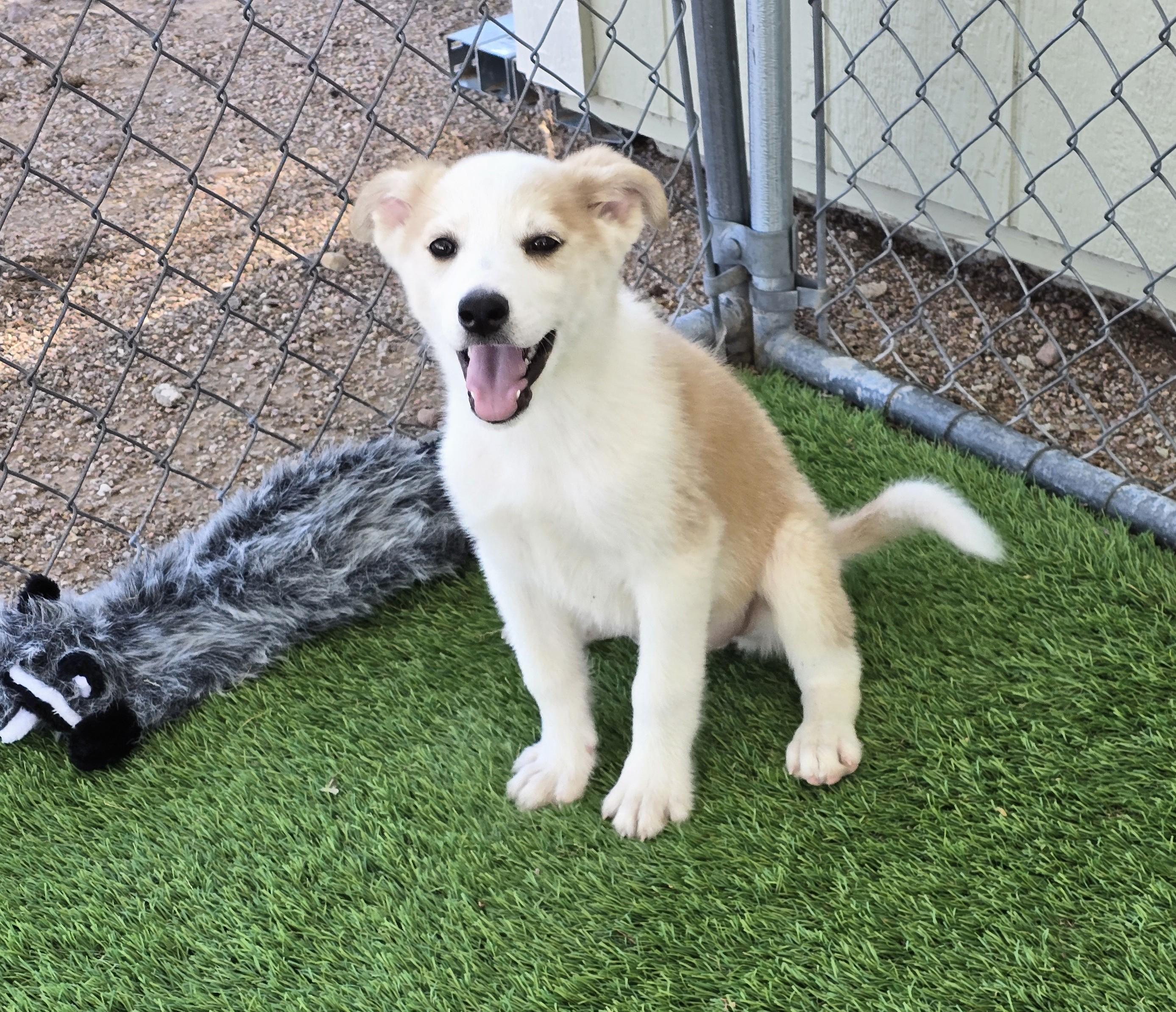 Enlarge Butte, a ADOPTABLE mixed breed in Apache Junction, AZ image 1/6