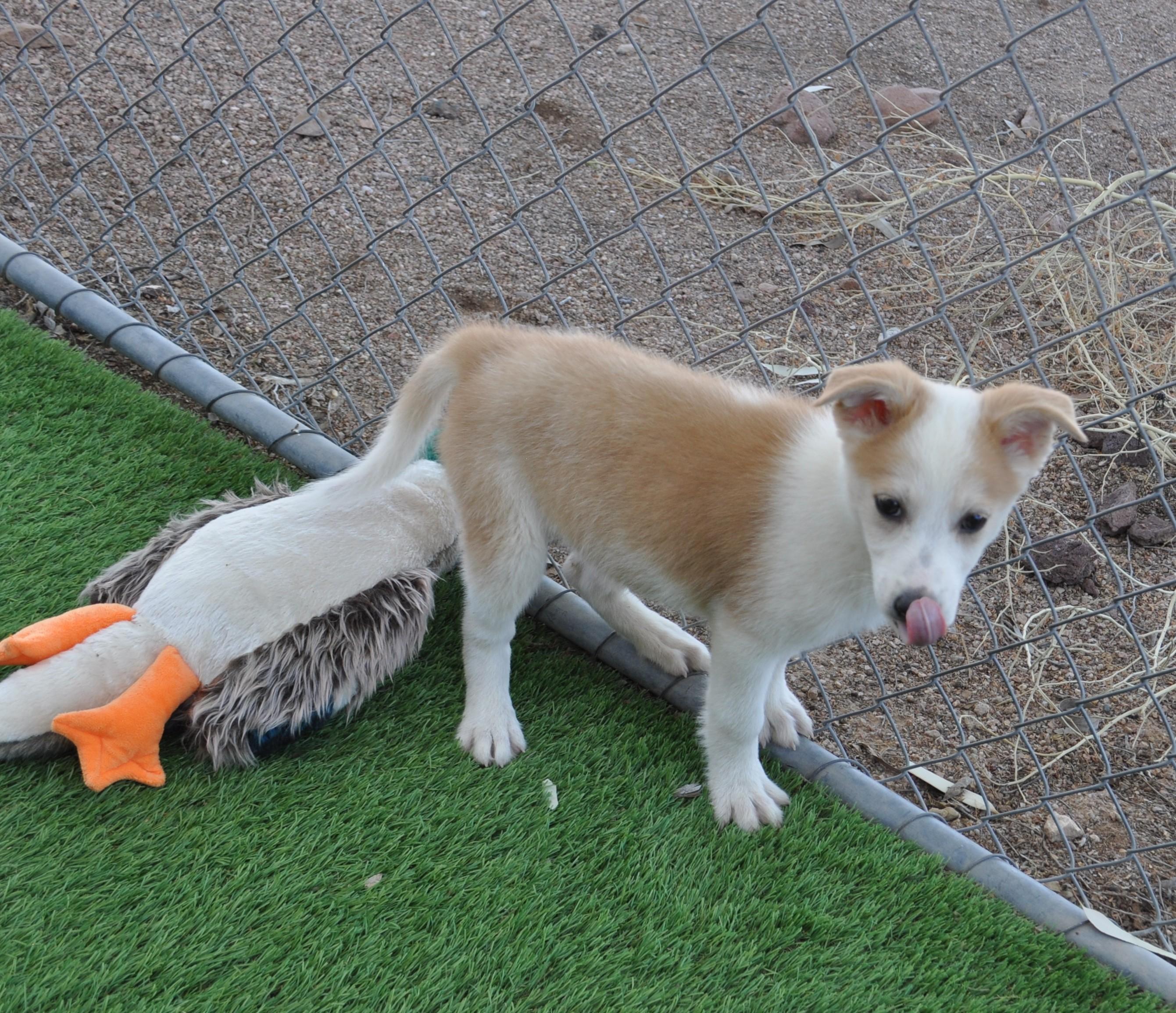 Enlarge Butte, a ADOPTABLE mixed breed in Apache Junction, AZ image 6/6
