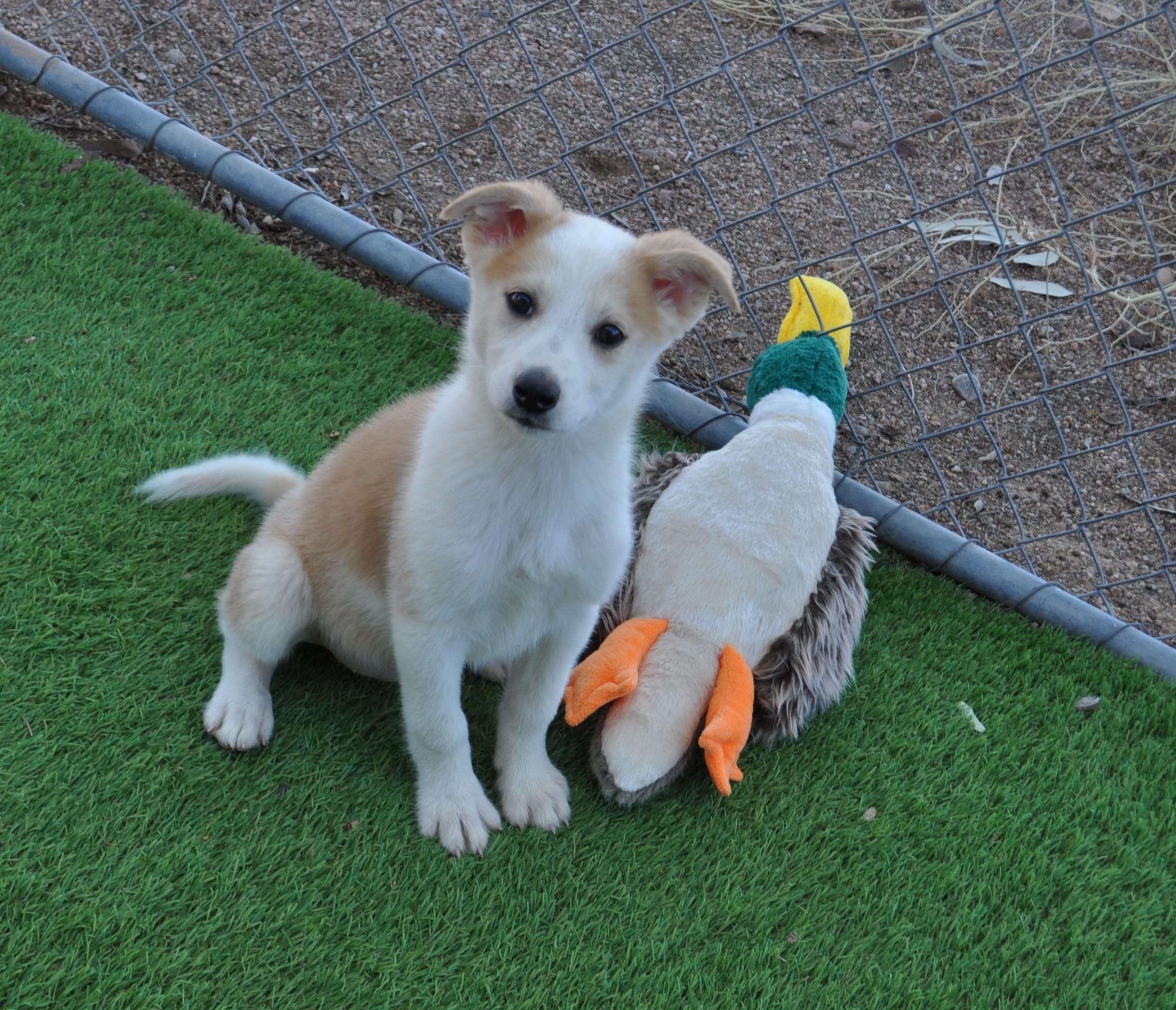 Enlarge Butte, a ADOPTABLE mixed breed in Apache Junction, AZ image 5/6