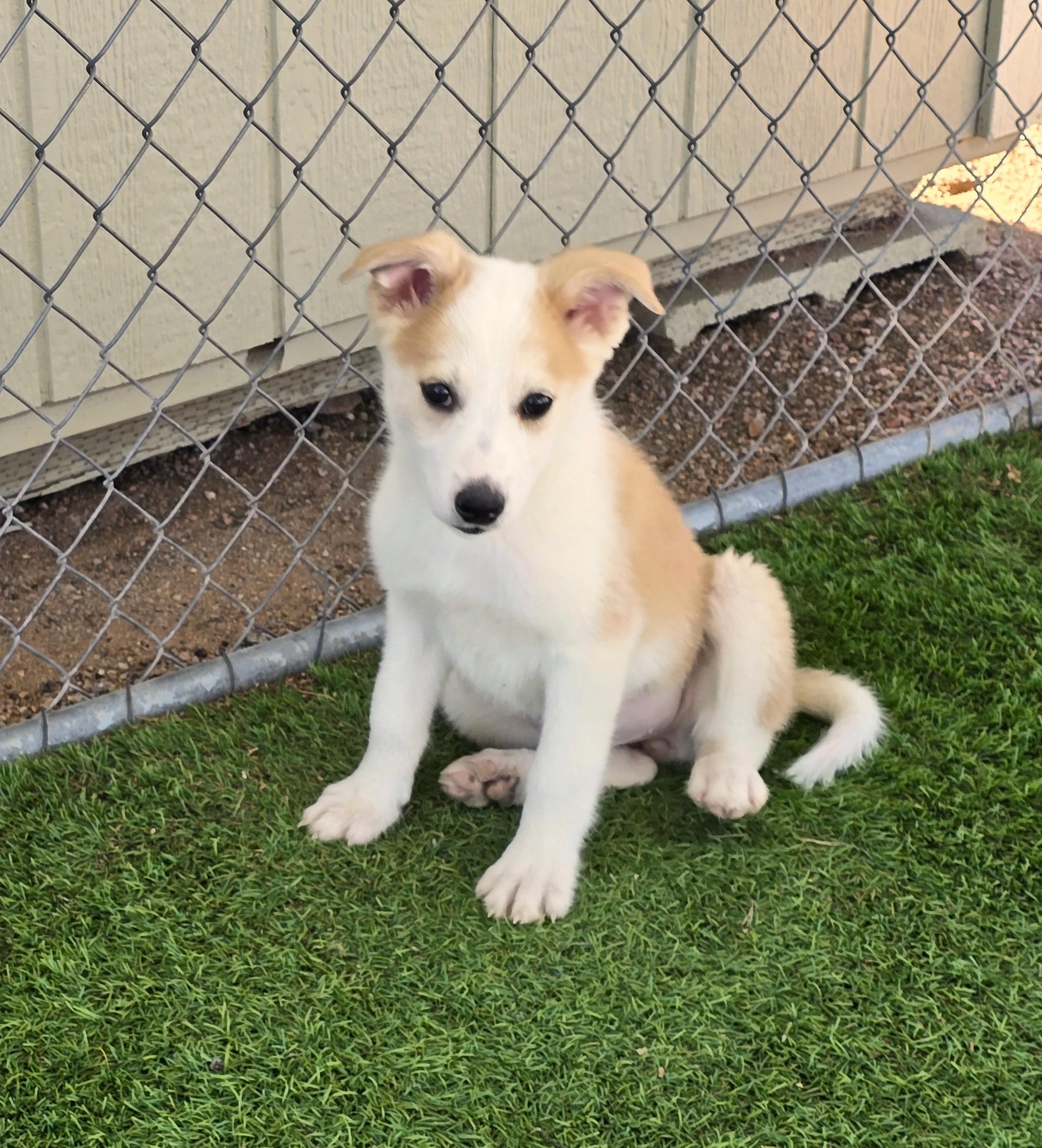 Enlarge Butte, a ADOPTABLE mixed breed in Apache Junction, AZ image 3/6