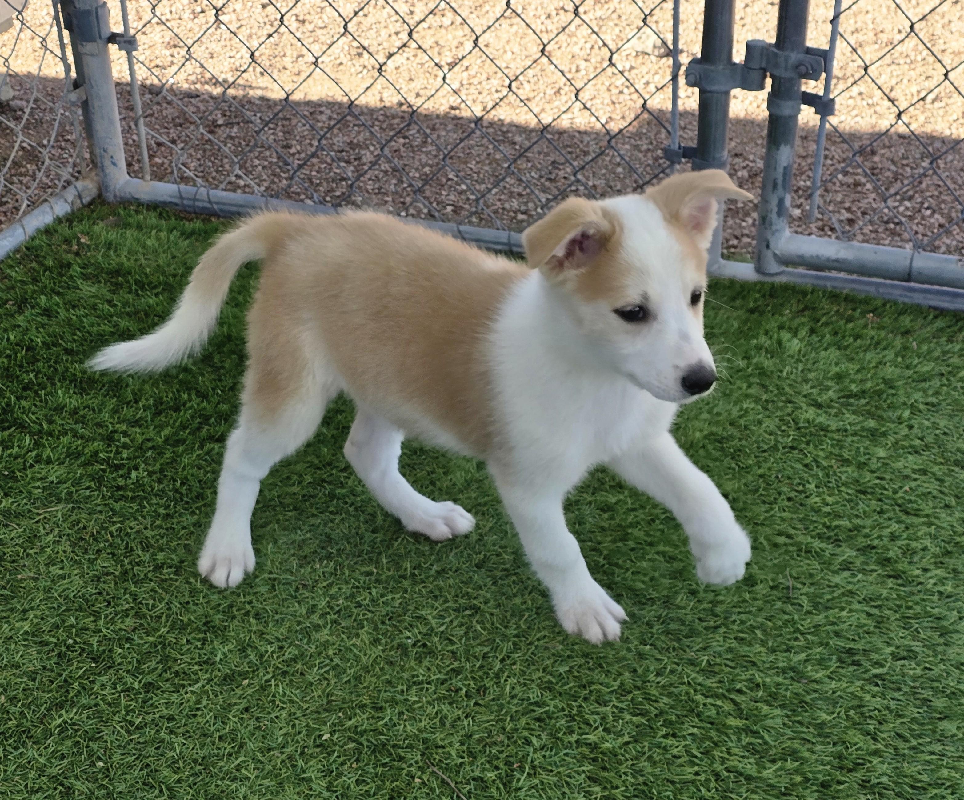 Enlarge Butte, a ADOPTABLE mixed breed in Apache Junction, AZ image 2/6