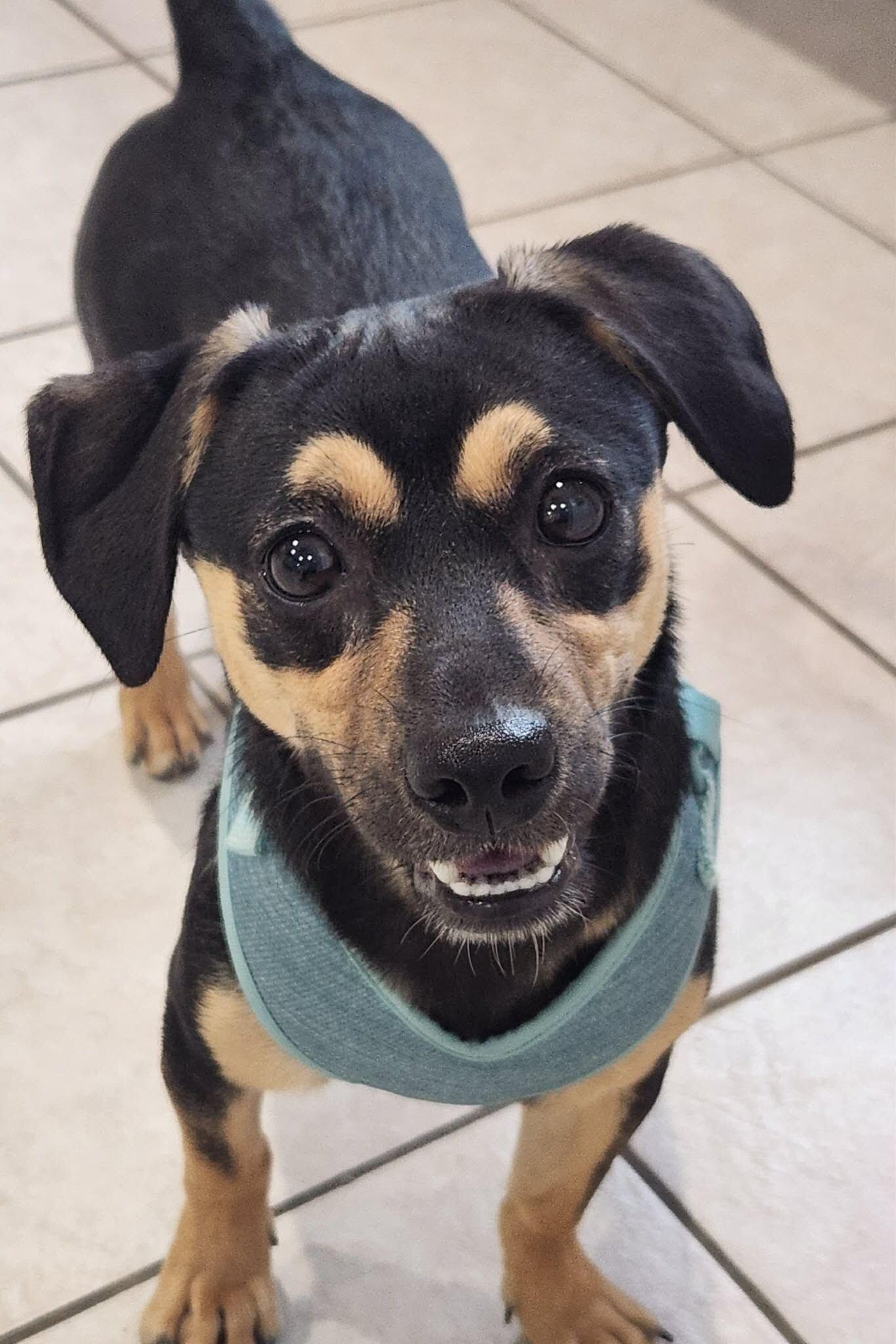 Vivienne, an adopted mixed breed in Elizabeth, IL image 1/2