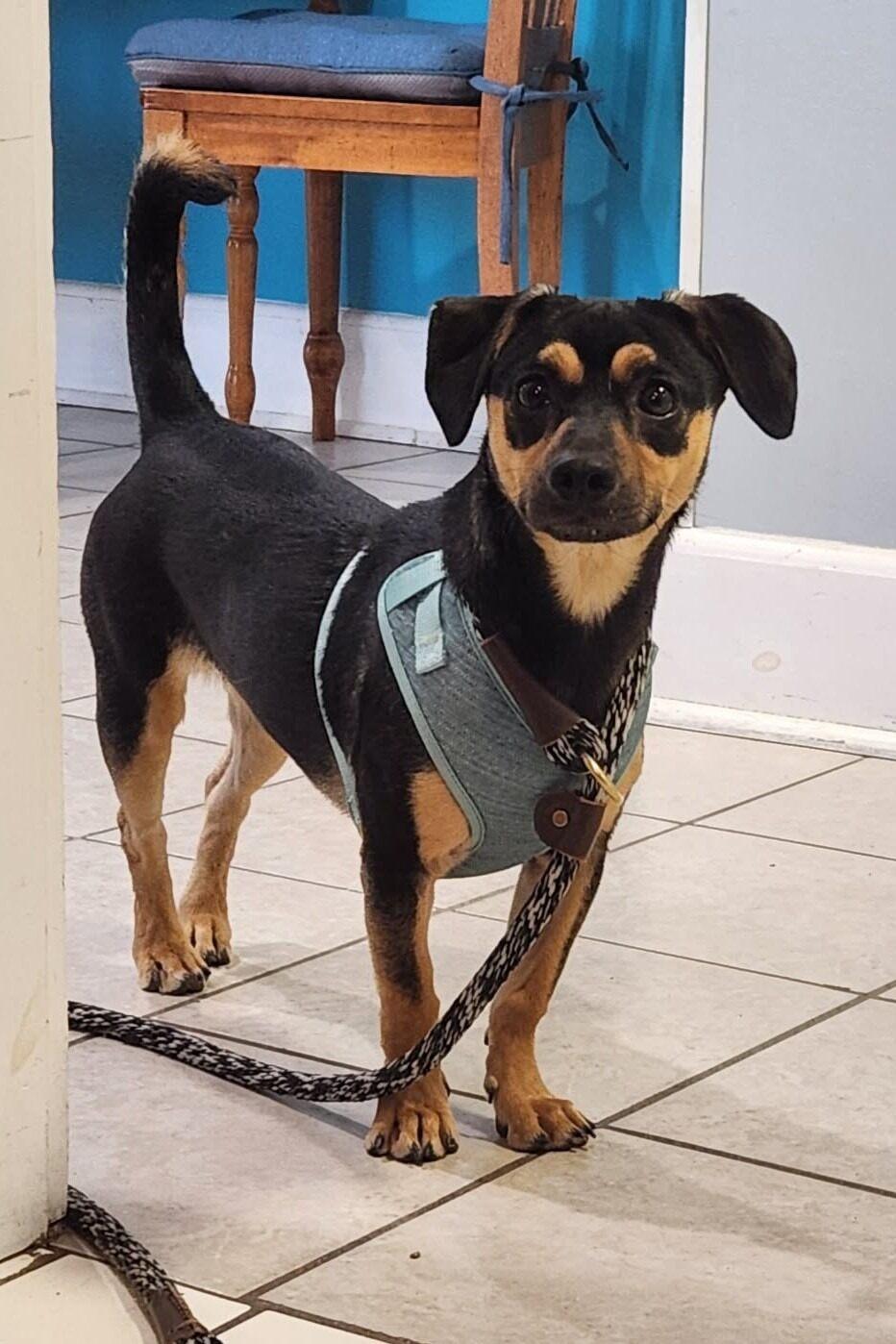 Vivienne, an adopted mixed breed in Elizabeth, IL image 2/2