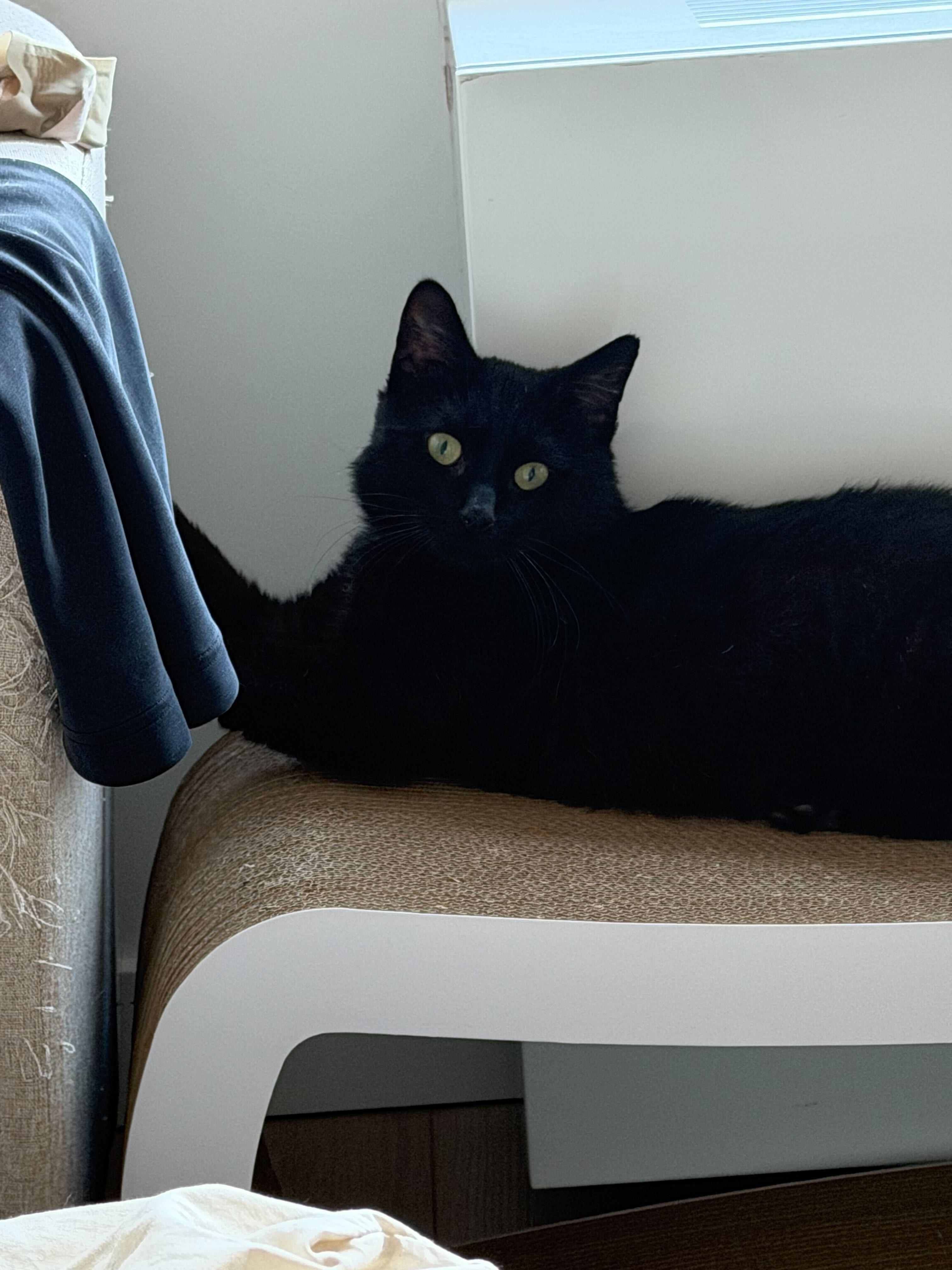 Taro Boba, a ADOPTABLE American Shorthair in Long Island City, NY image 5/6