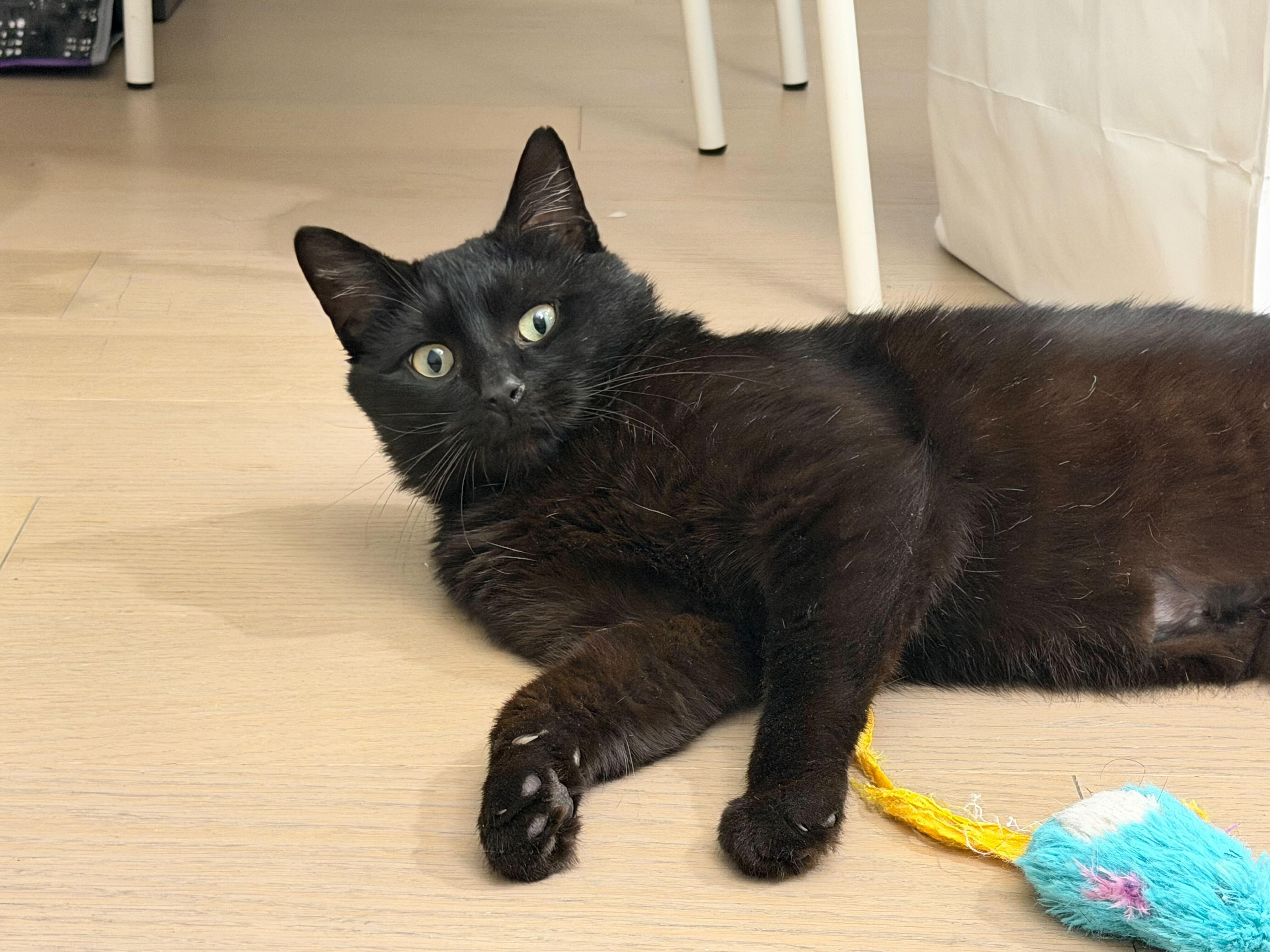 Taro Boba, a ADOPTABLE American Shorthair in Long Island City, NY image 1/6