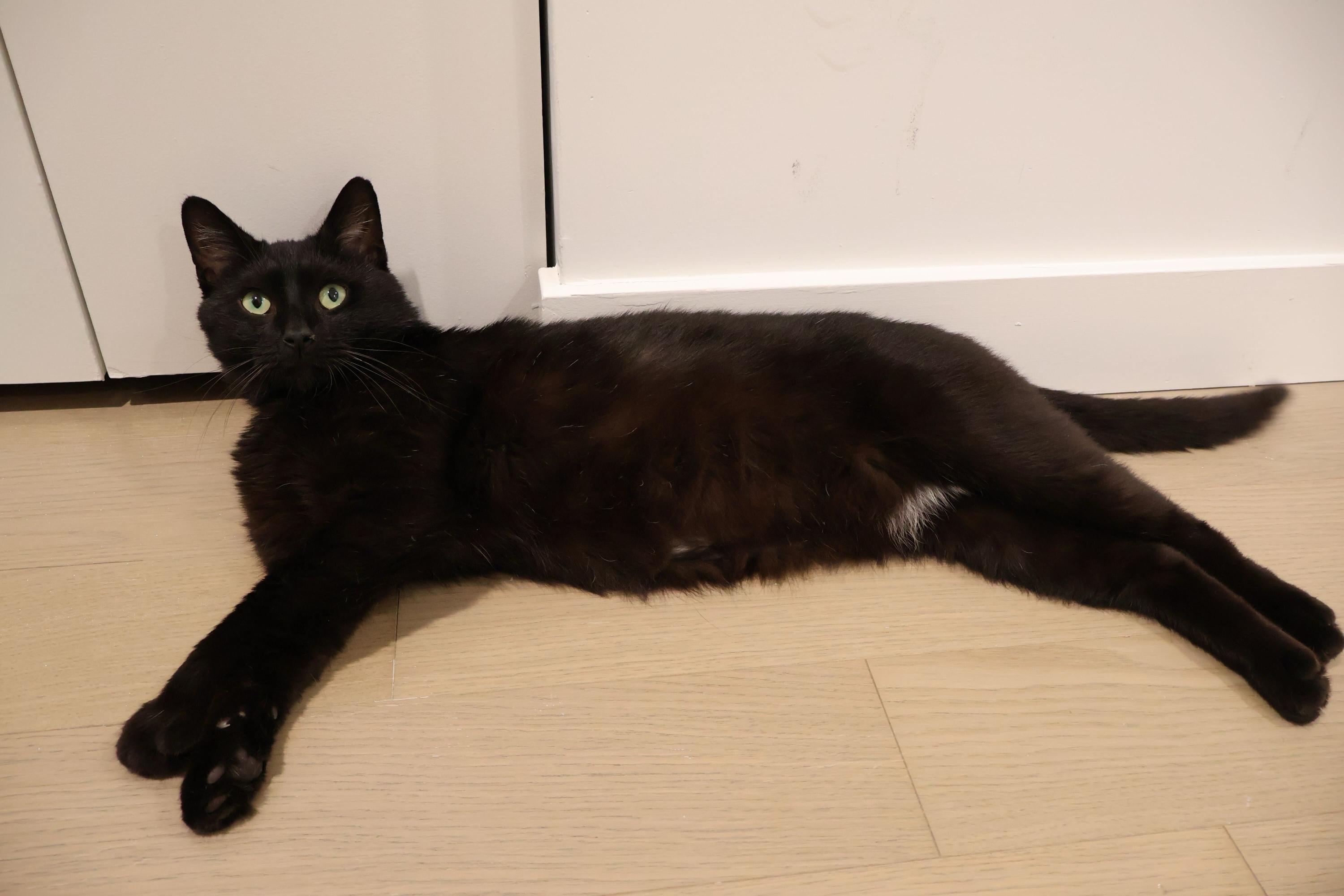 Taro Boba, a ADOPTABLE American Shorthair in Long Island City, NY image 4/6