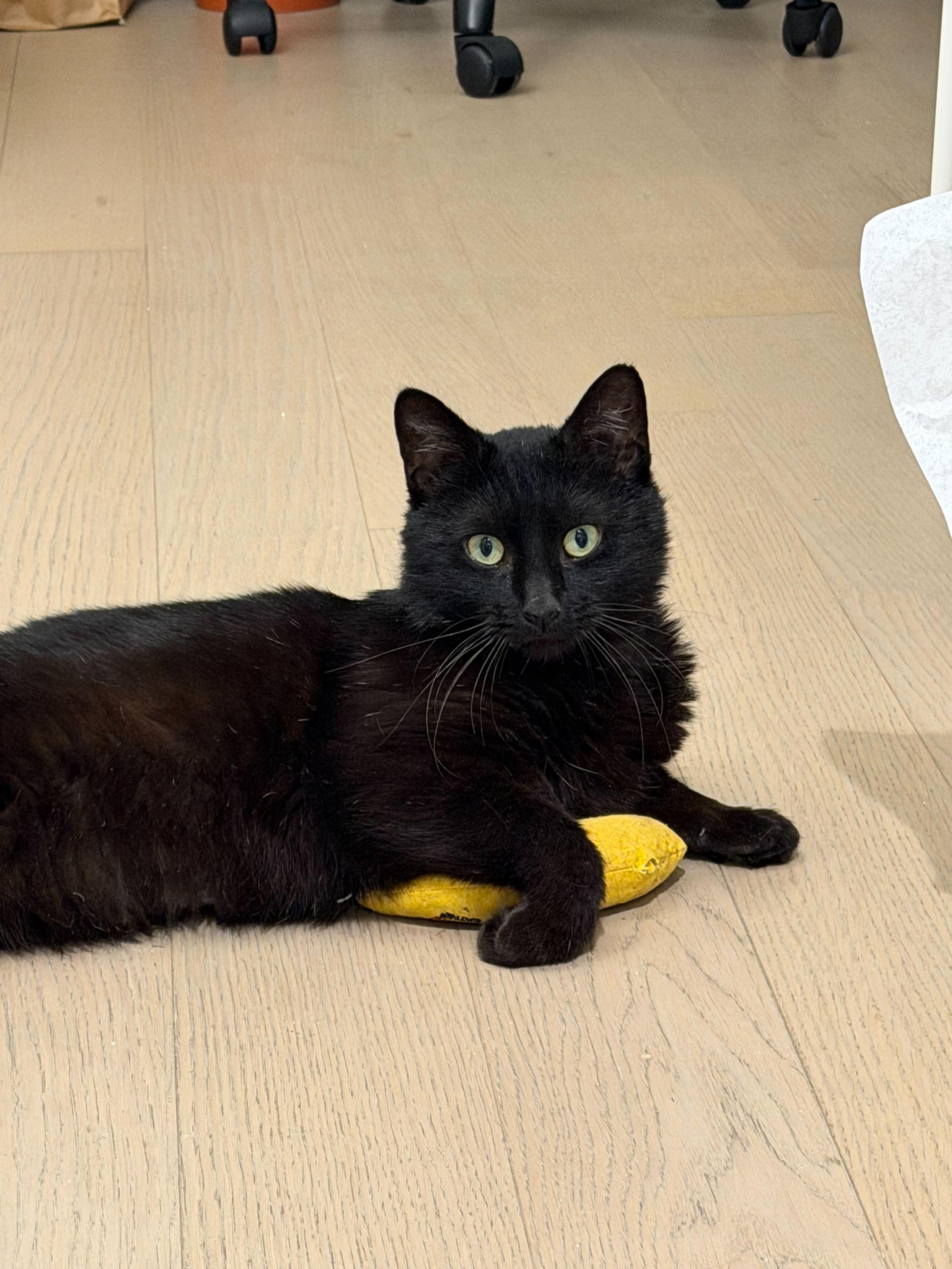Taro Boba, a ADOPTABLE American Shorthair in Long Island City, NY image 3/6