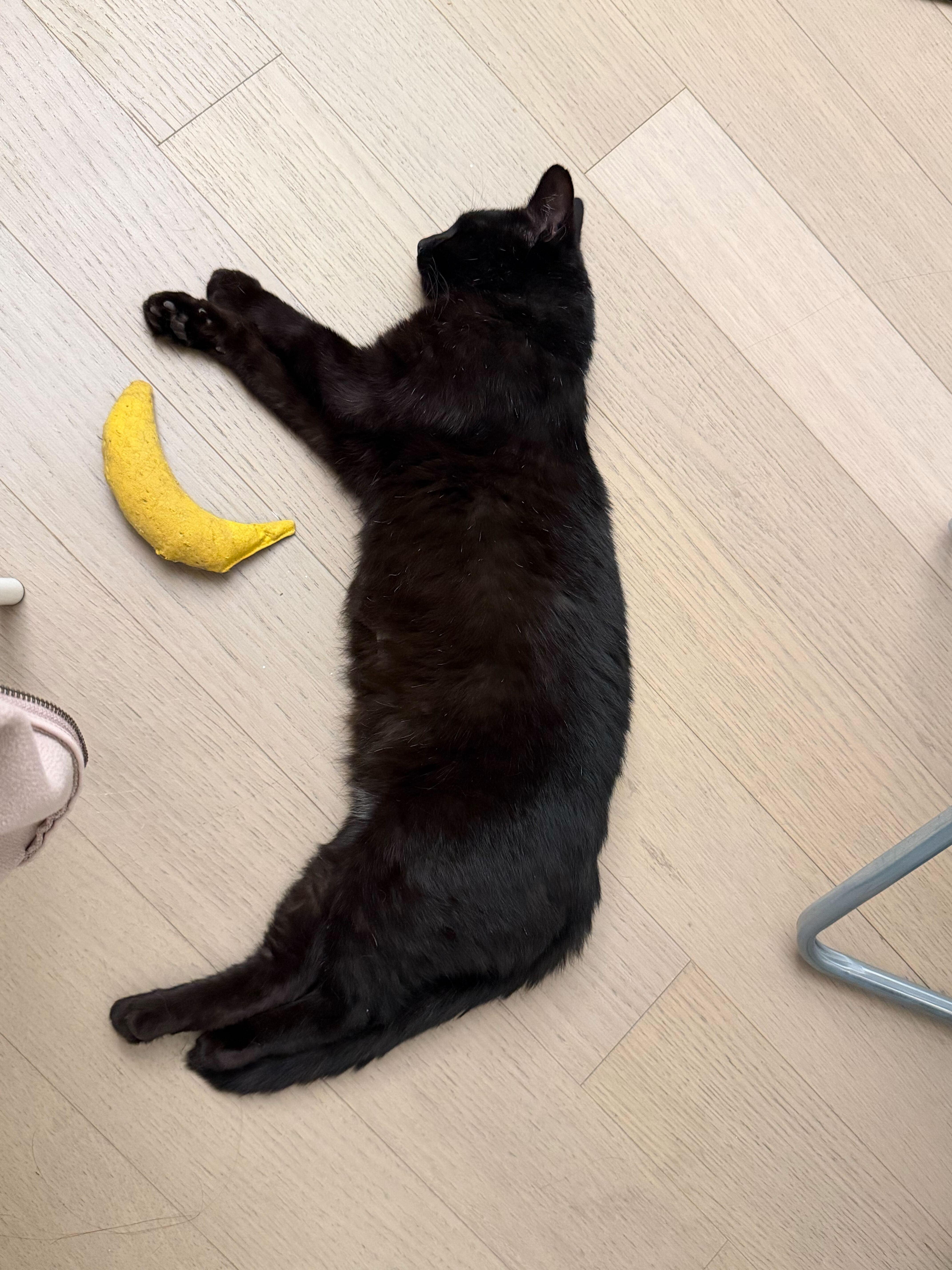 Taro Boba, a ADOPTABLE American Shorthair in Long Island City, NY image 2/6