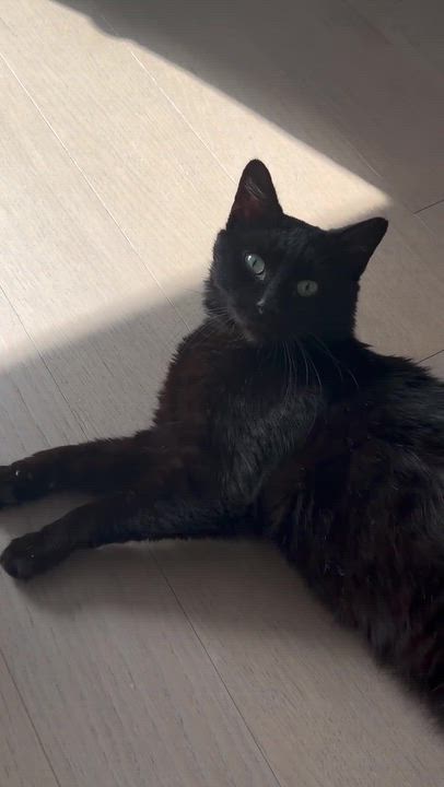 Enlarge Taro Boba, a ADOPTABLE American Shorthair in Long Island City, NY video 6/6