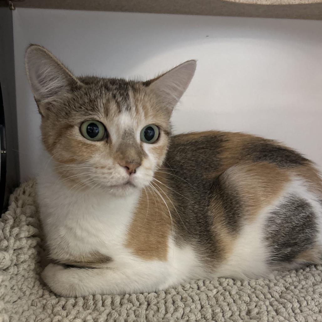 Phoebe, a Adoptable Domestic Short Hair in Park City, UT image 1/3