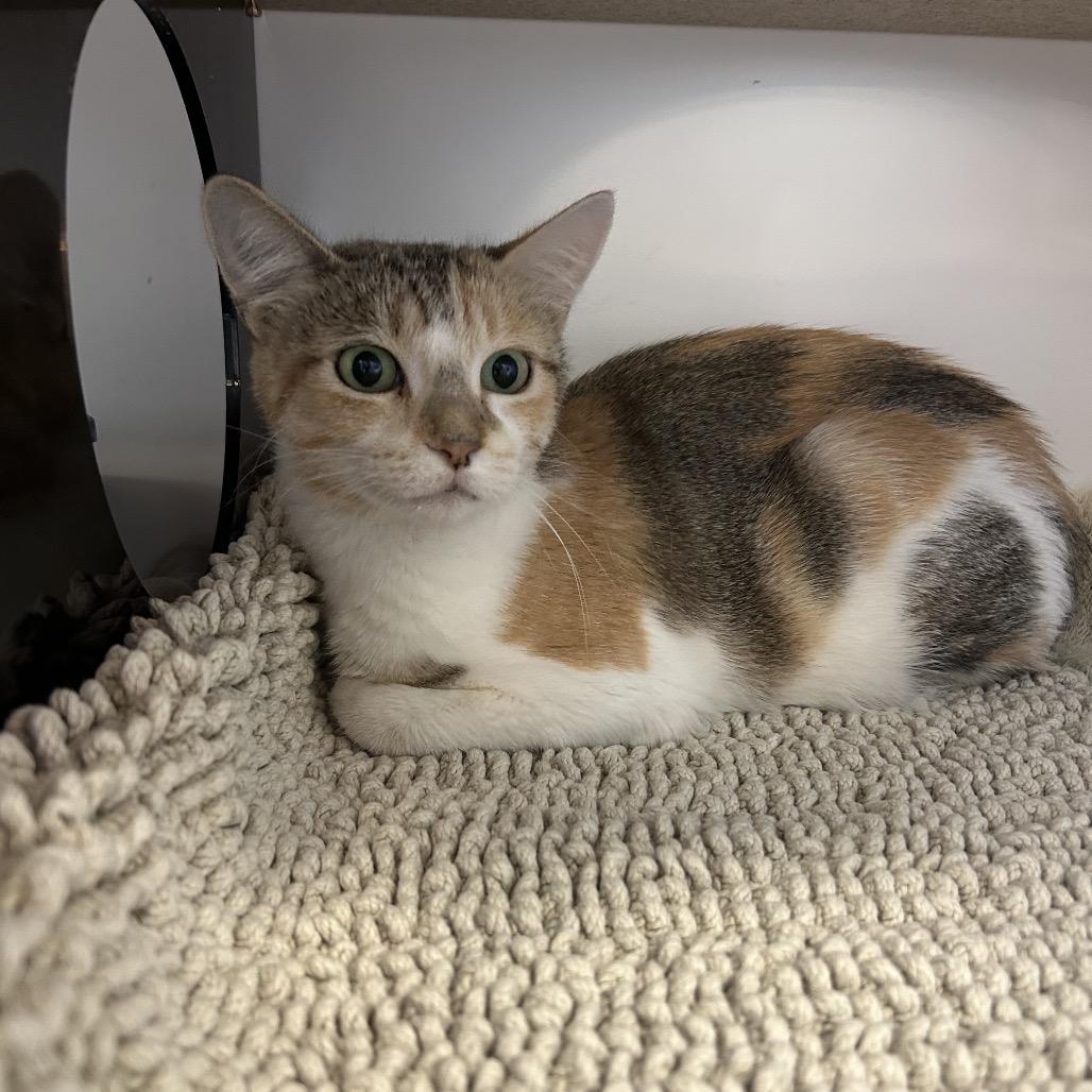 Phoebe, a Adoptable Domestic Short Hair in Park City, UT image 2/3