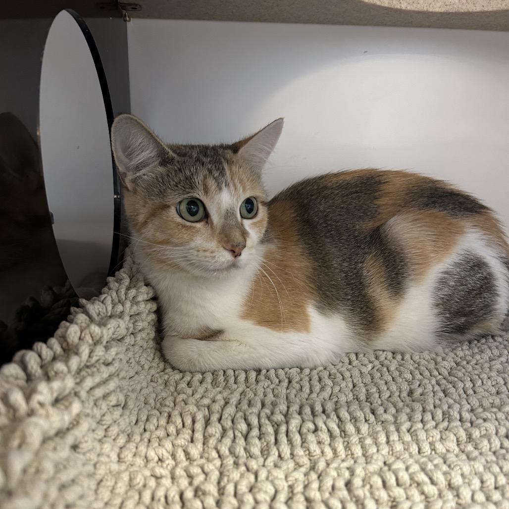 Phoebe, a Adoptable Domestic Short Hair in Park City, UT image 3/3