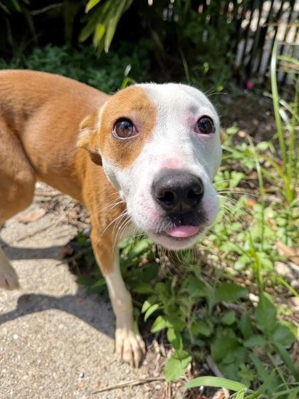 Paris, Adoptable, Puppy Female Mixed Breed & Mixed Breed.