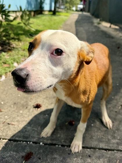 Enlarge Paris, a Adoptable mixed breed in New Orleans, LA image 2/2