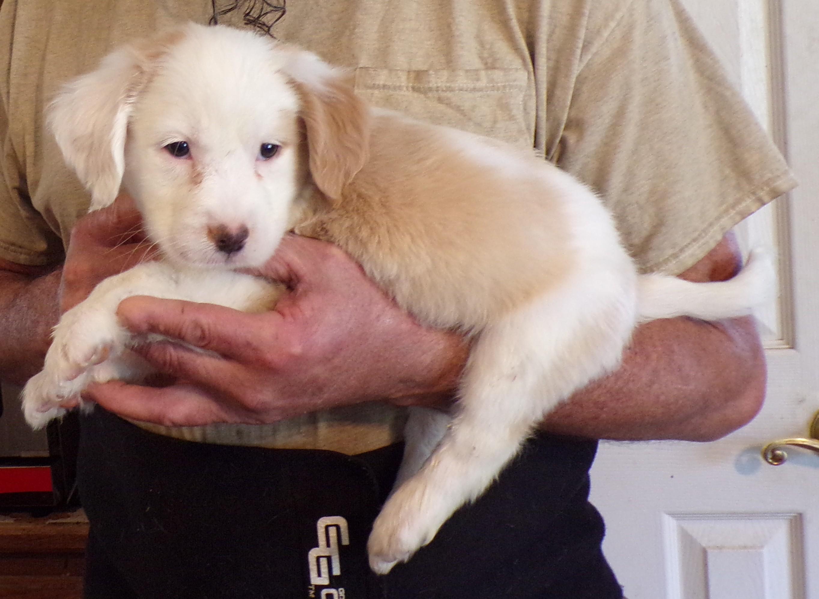 Enlarge HEWEY, an adopted mixed breed in Corona, CA image 1/3