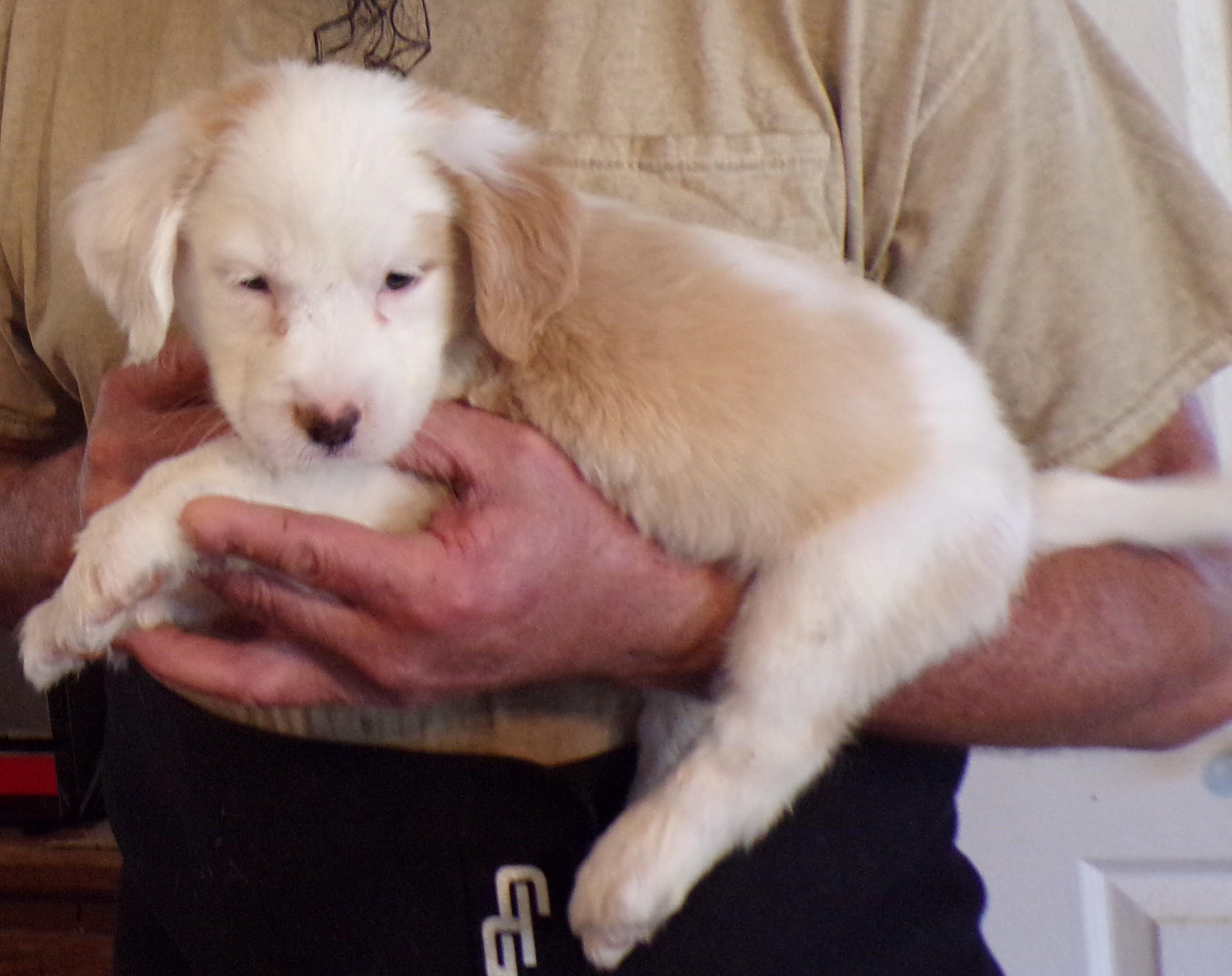 Enlarge HEWEY, an adopted mixed breed in Corona, CA image 3/3