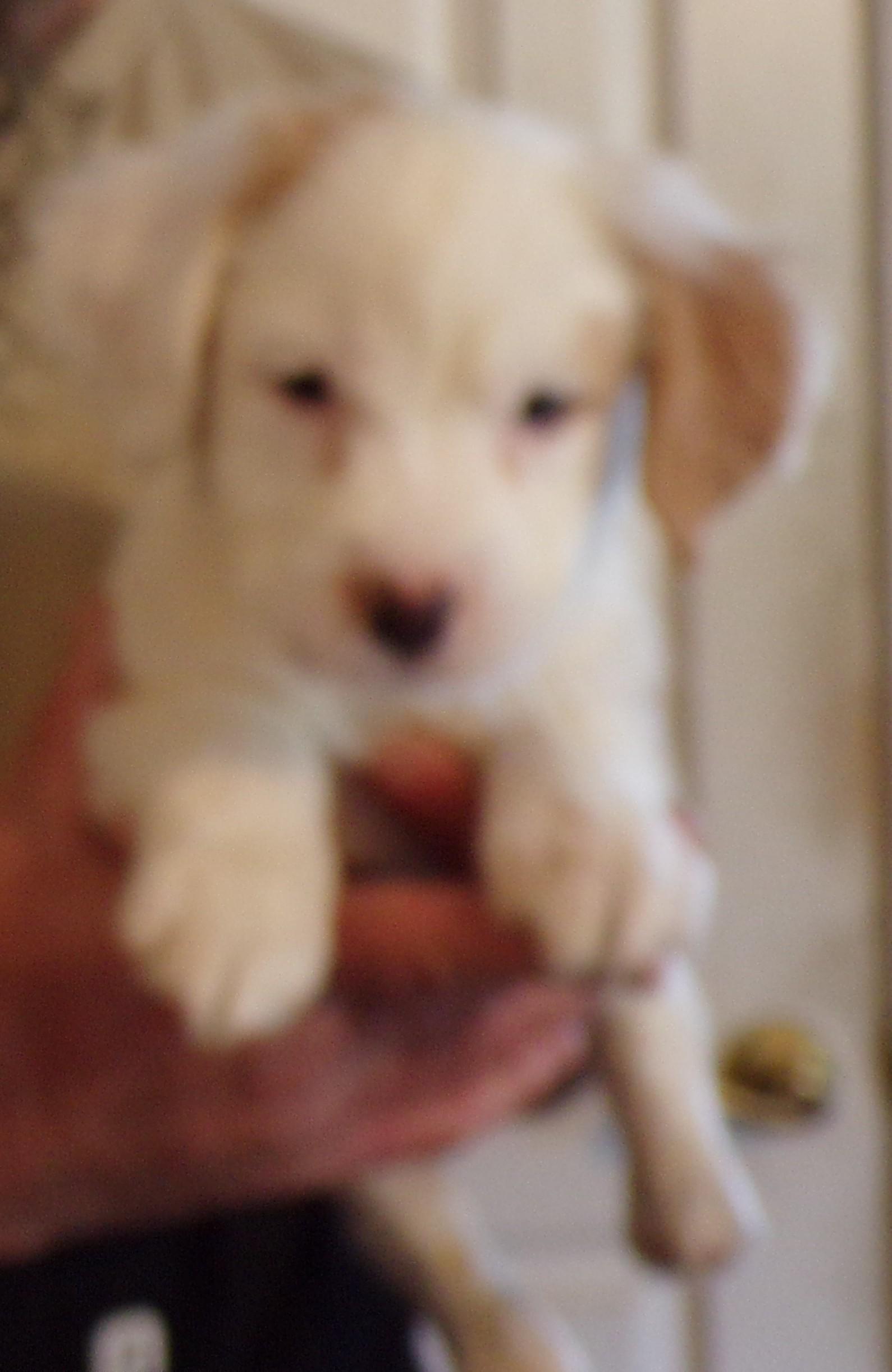 Enlarge HEWEY, an adopted mixed breed in Corona, CA image 2/3